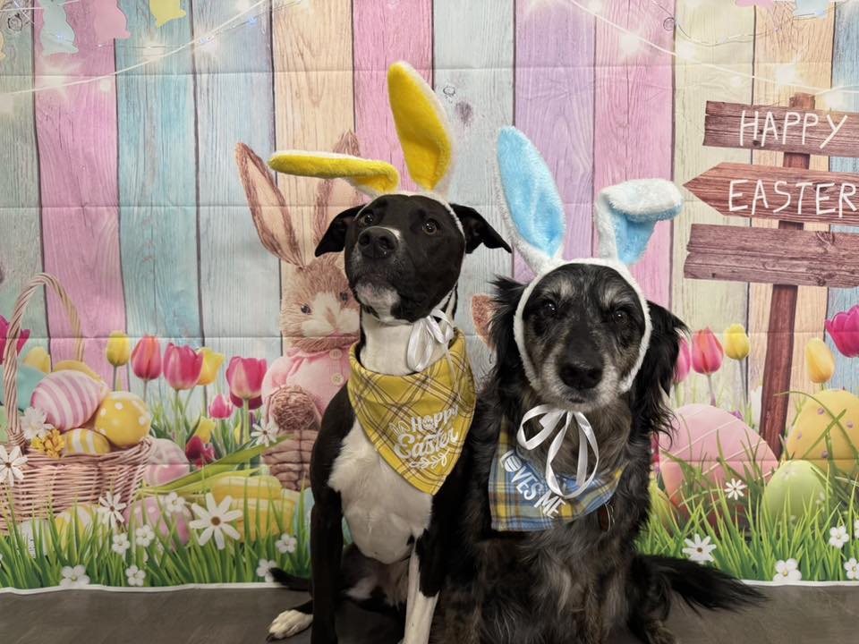 Lu & Rue's Doggy Daycare & Grooming Coos Bay