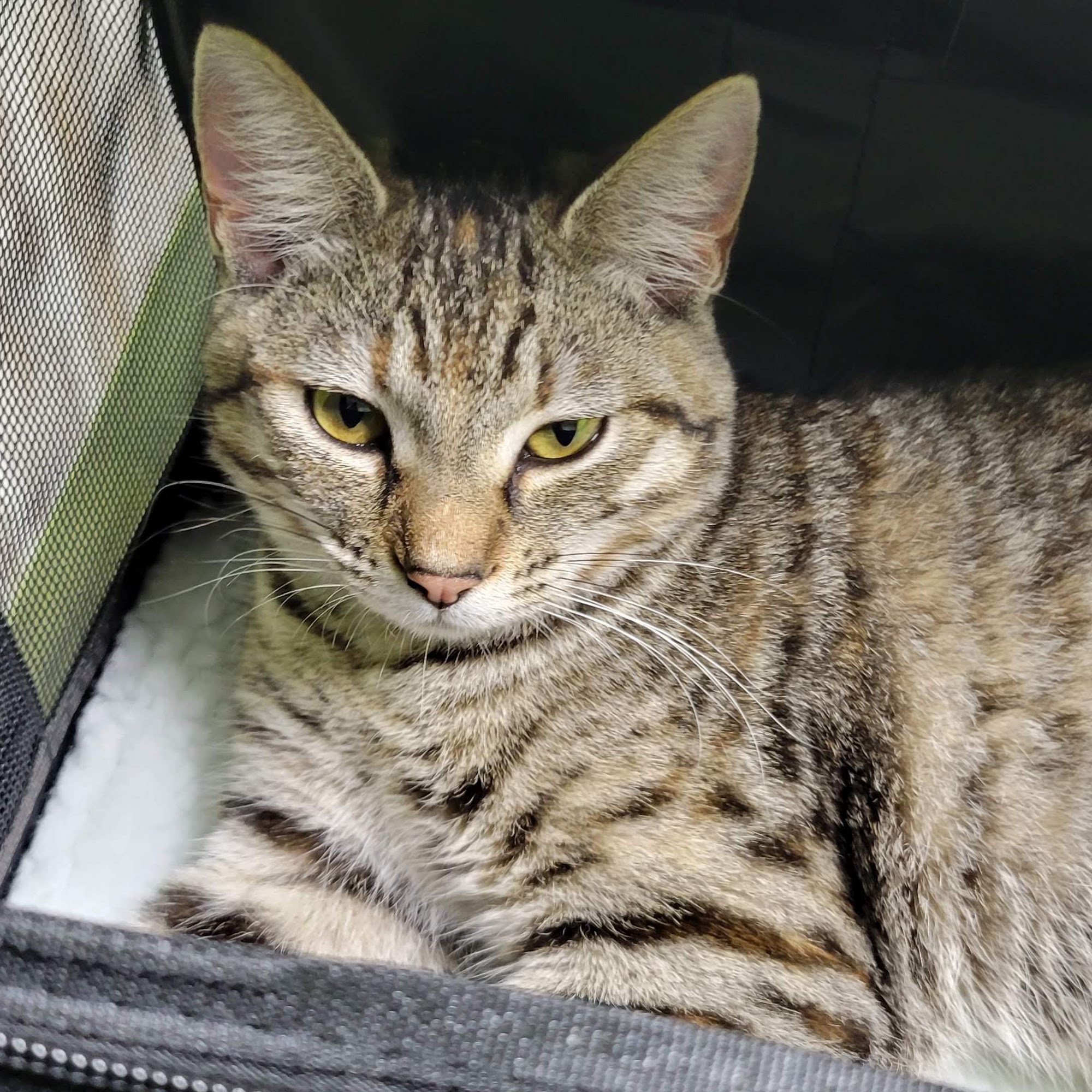 MVH-Coquille Coquille