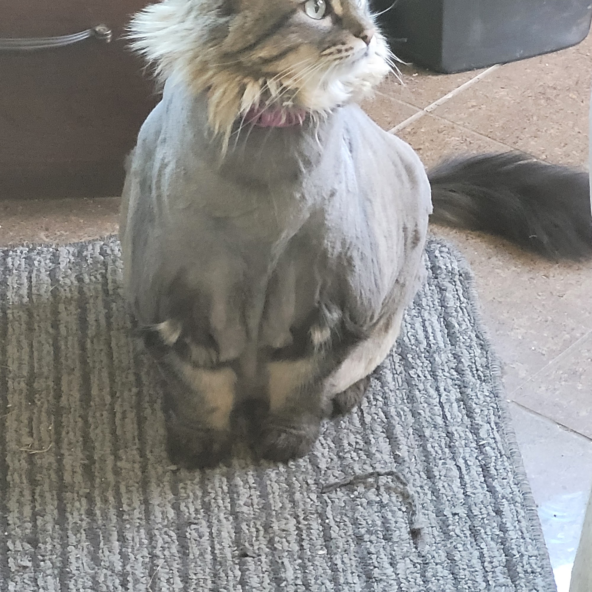 Coquille Animal Hospital Coquille