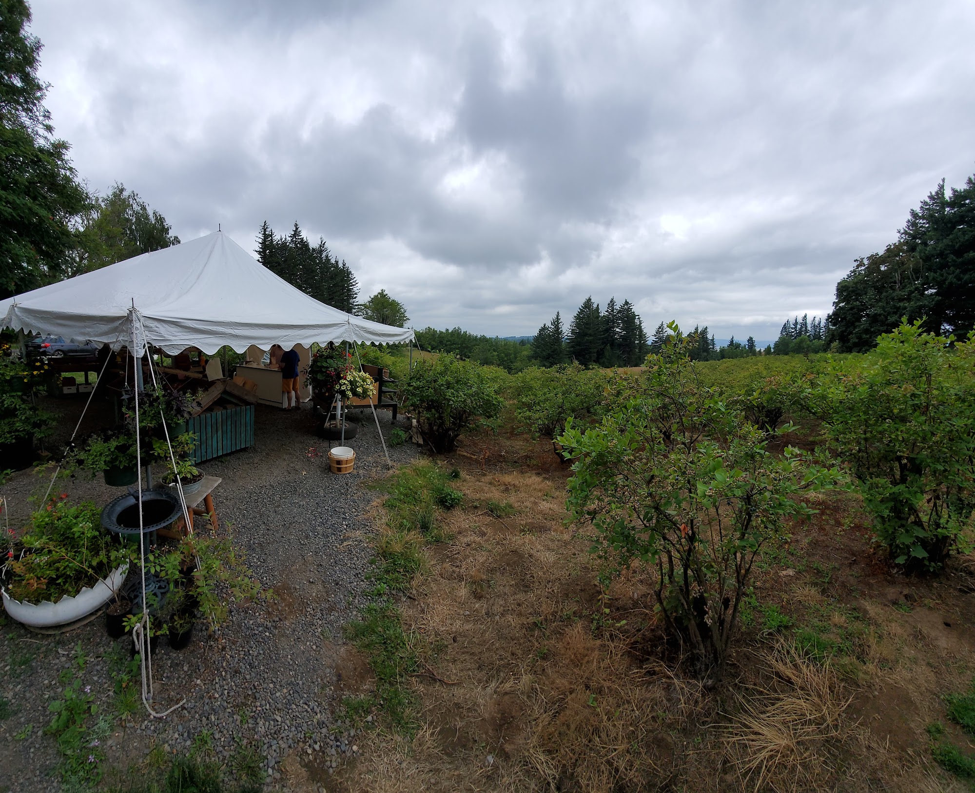 Kirby's Blueberry Farm Corbett