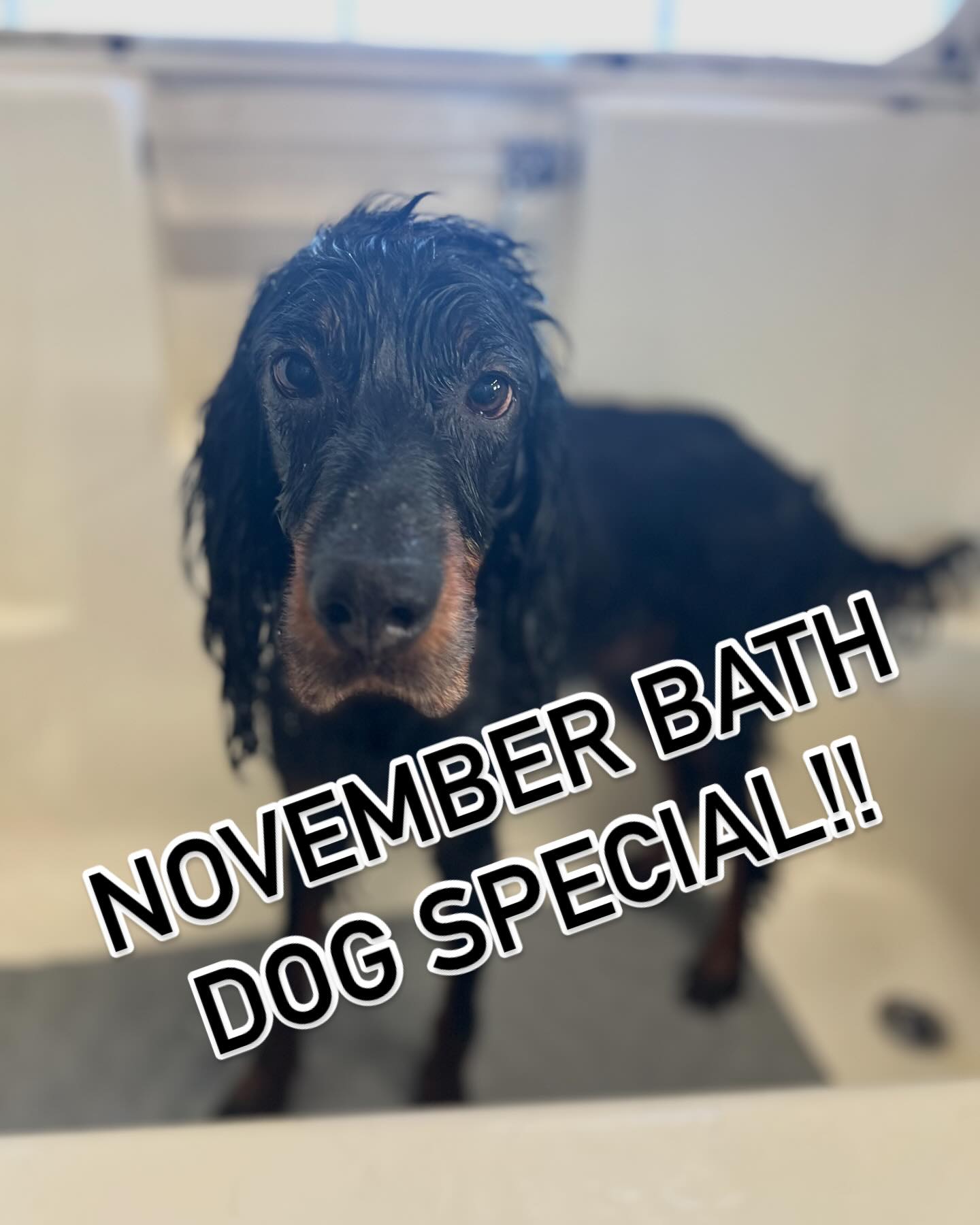 The Dog Shop Cornelius