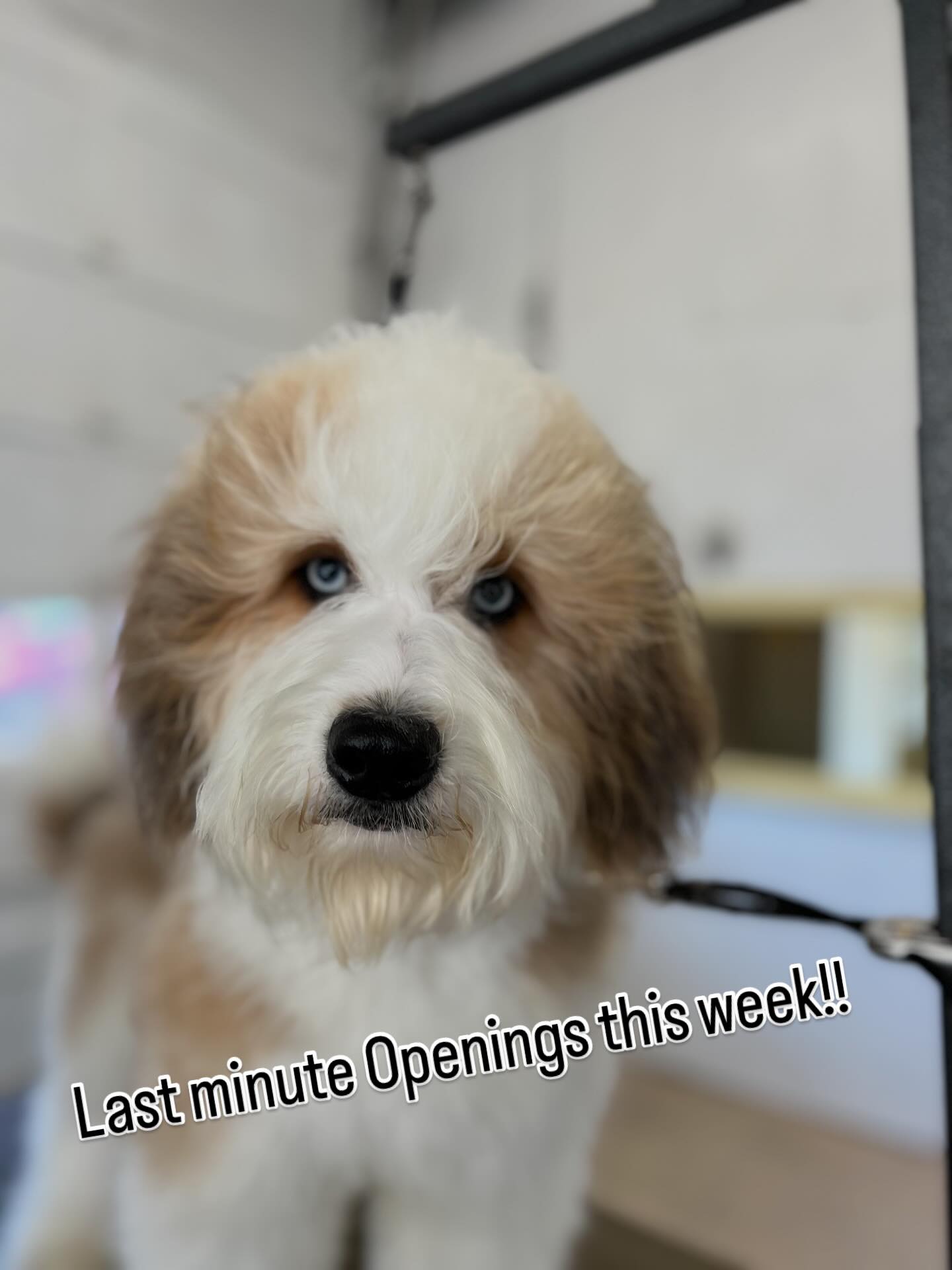 The Dog Shop Cornelius