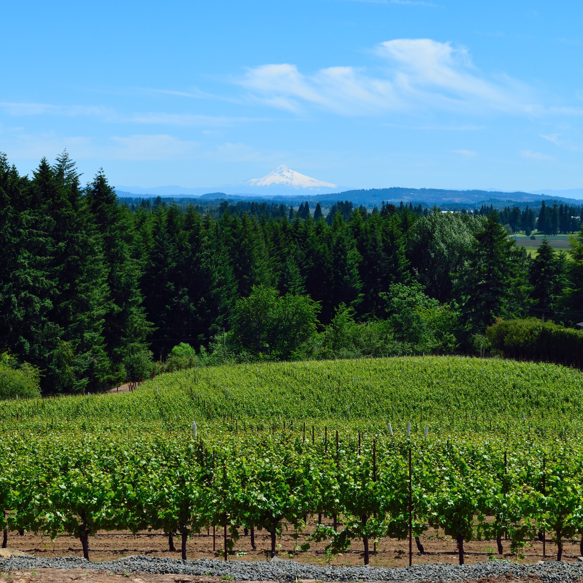 Sidereus Vineyard & Winery Cornelius