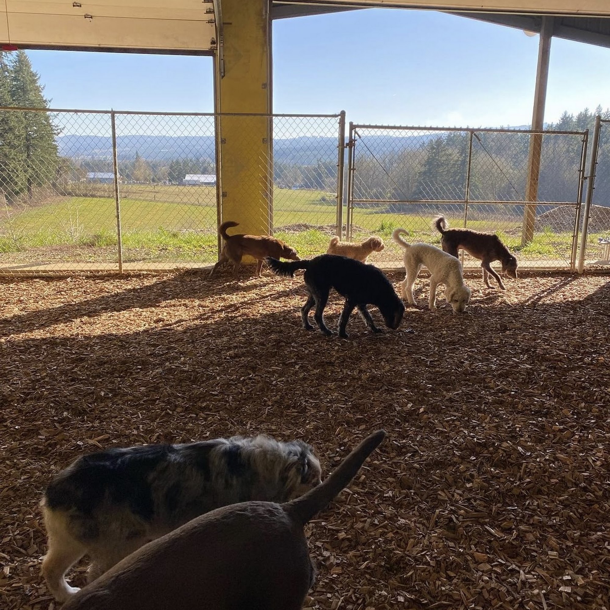 Deweydog's Dog Daycare and Boarding Cornelius