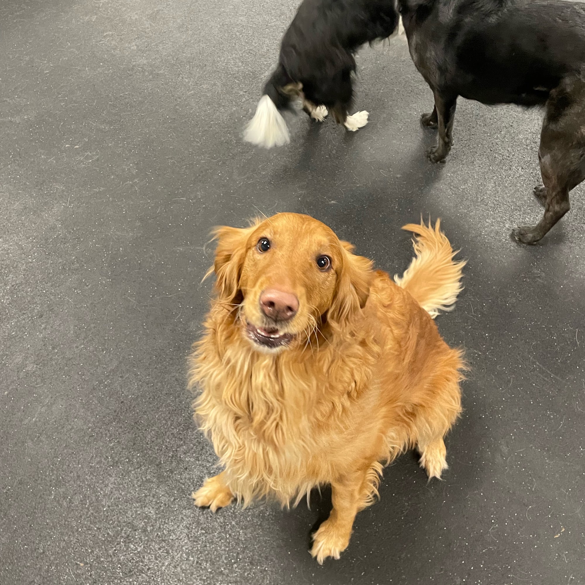 Deweydog's Dog Daycare and Boarding