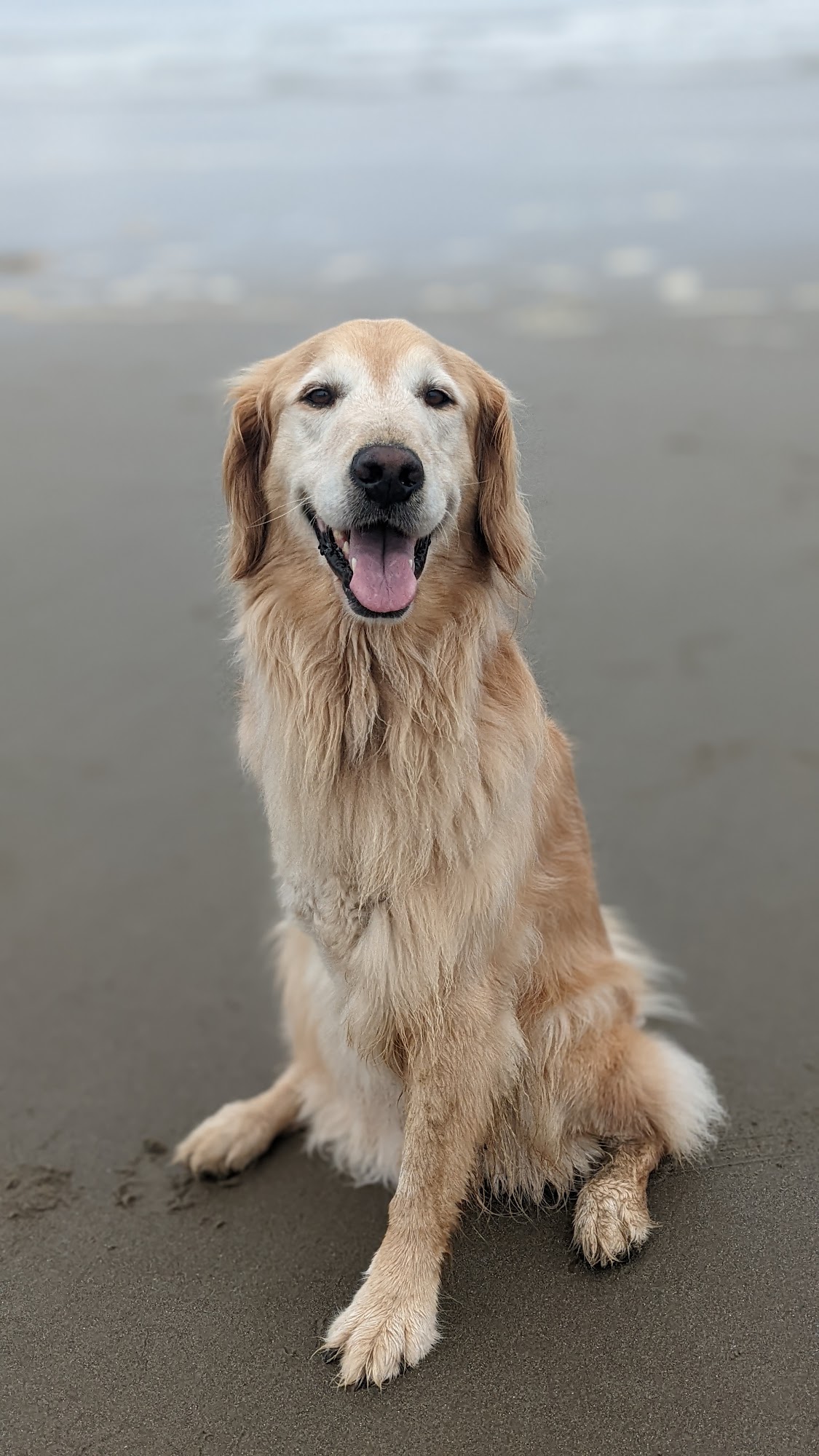 OSU Veterinary Teaching Hospital Corvallis