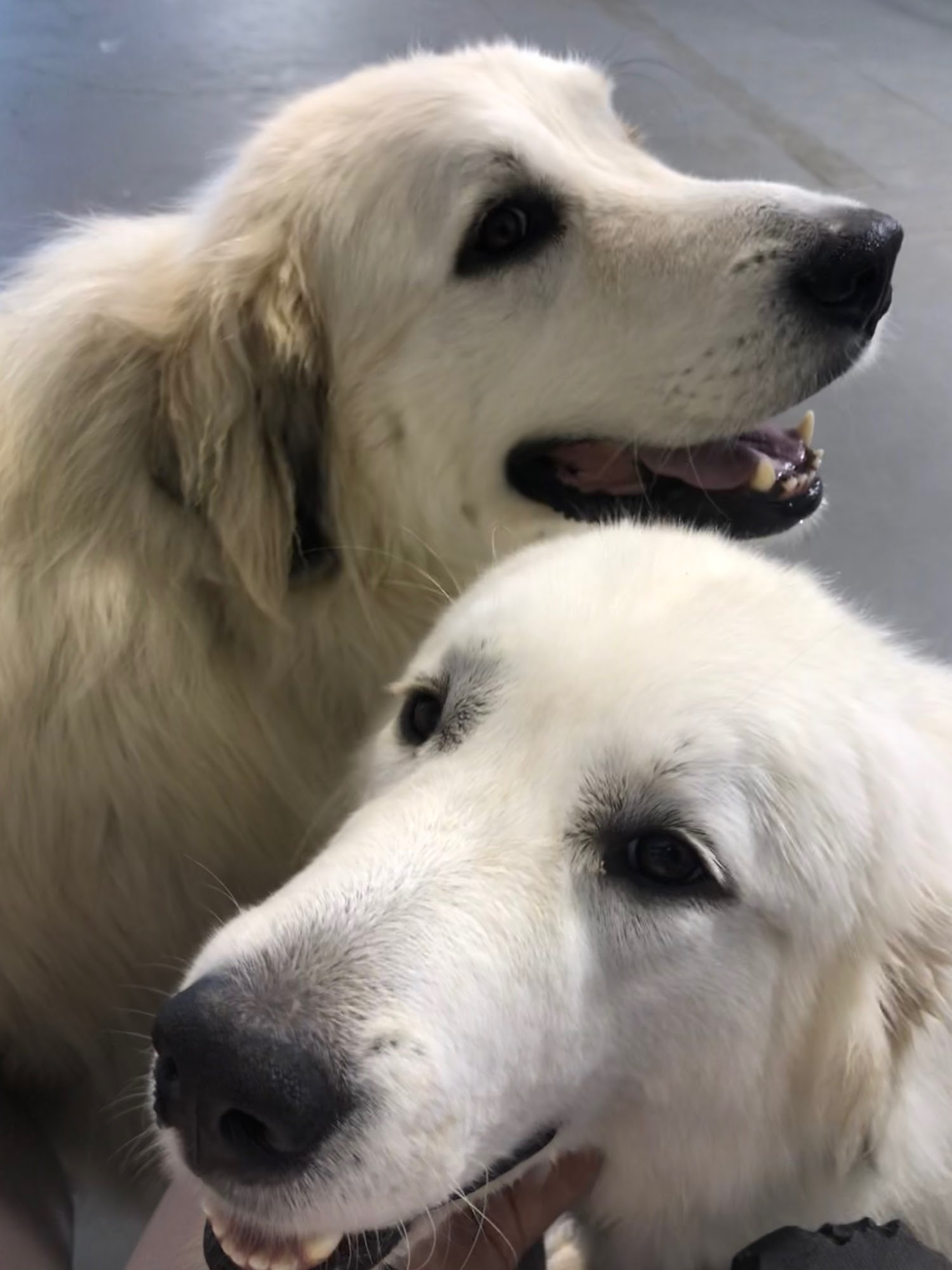 Must Love Paws Corvallis