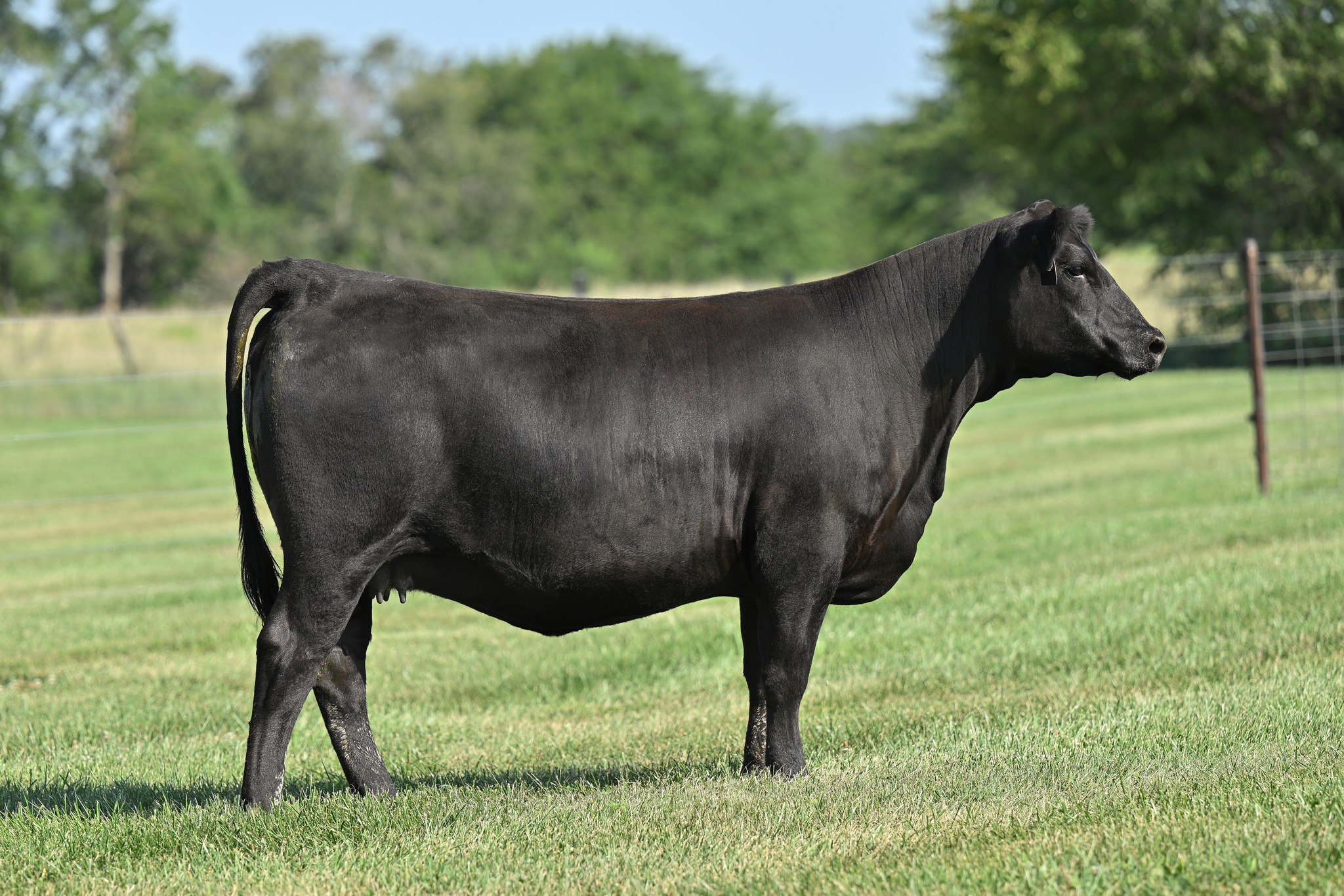 Bar CK Cattle