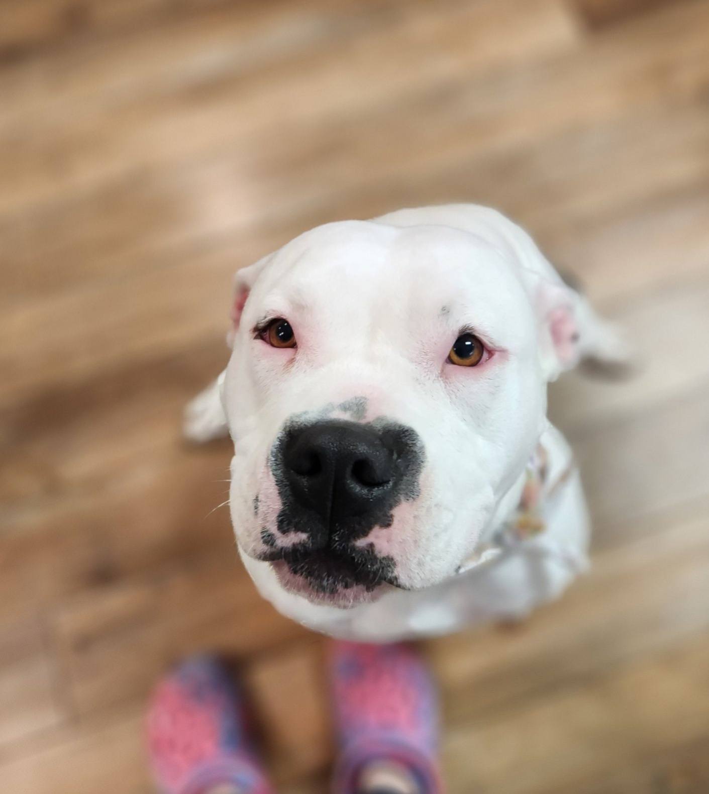 Fresh Pets Grooming Dallas