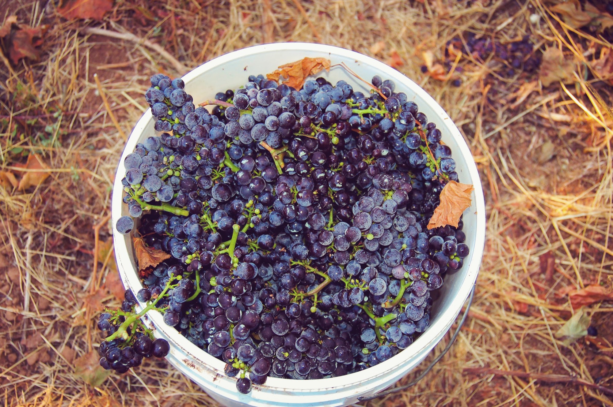 Lange Estate Winery & Vineyards Dundee