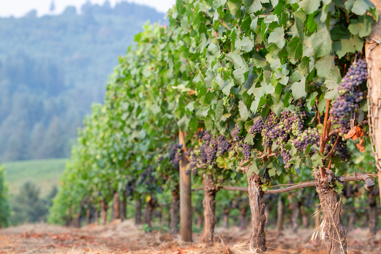 Winderlea Vineyard & Winery Menu