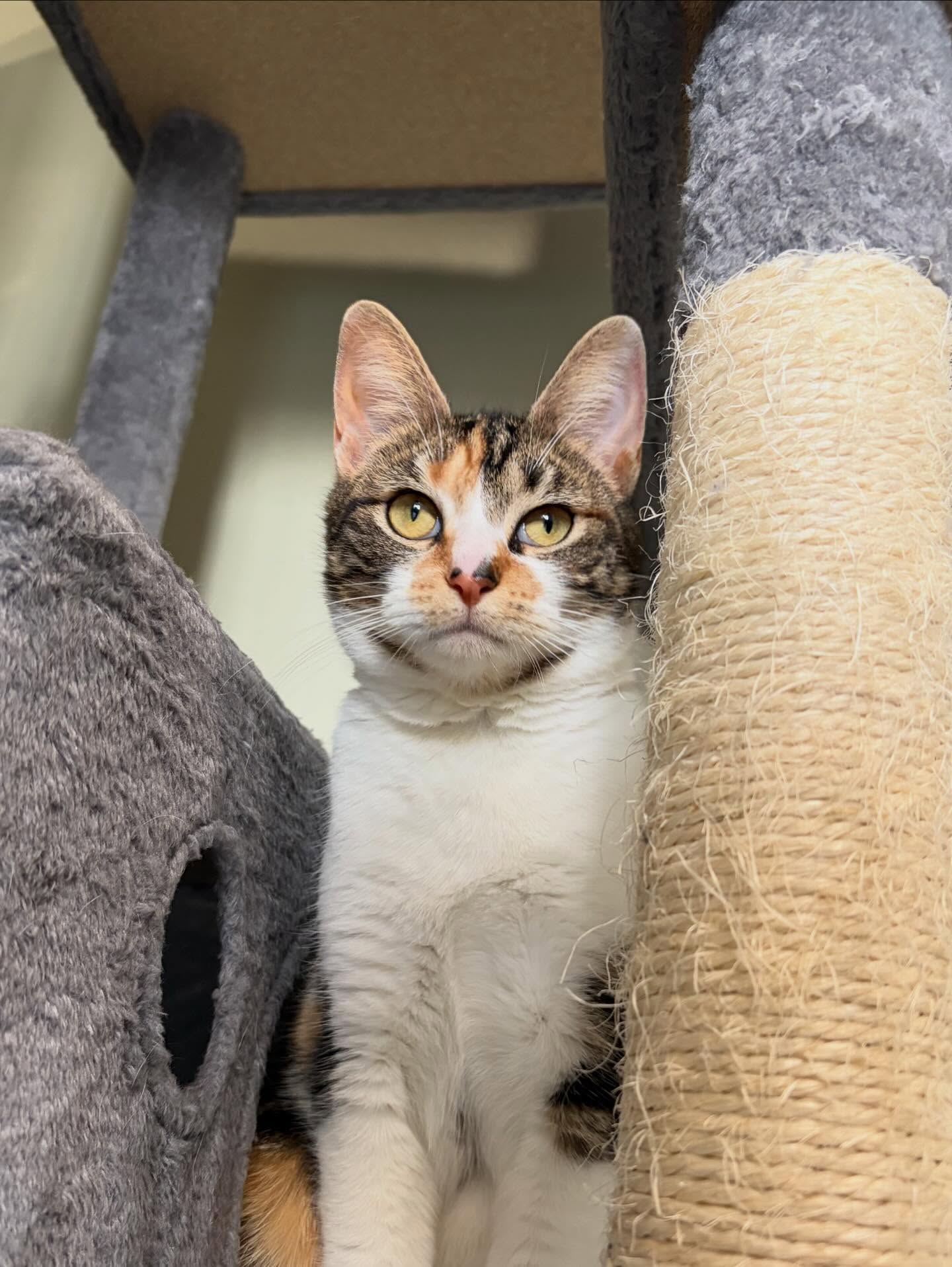 Tail Wag-Inn Boarding Kennel Dundee