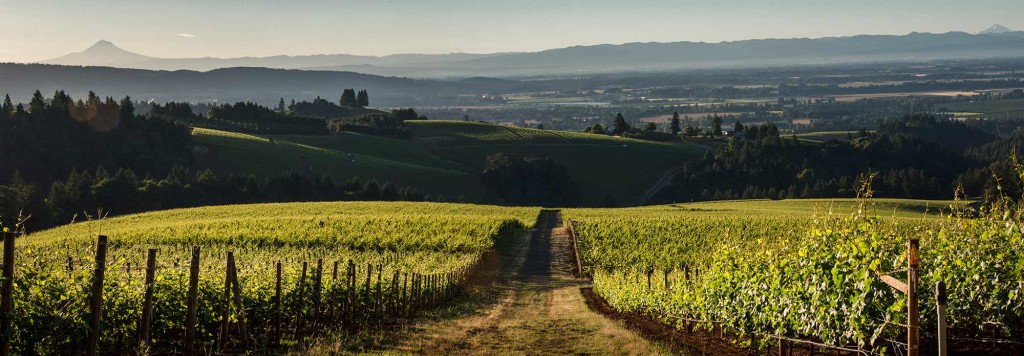 Knudsen Vineyards Dundee