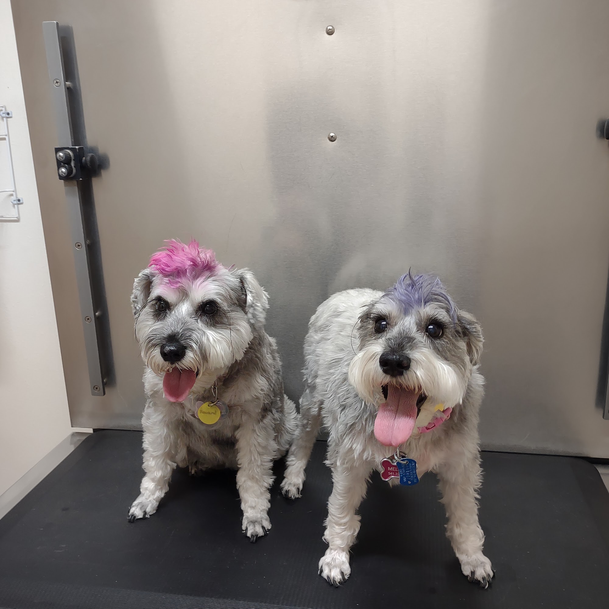 All Creatures Animal Hospital Eagle Point