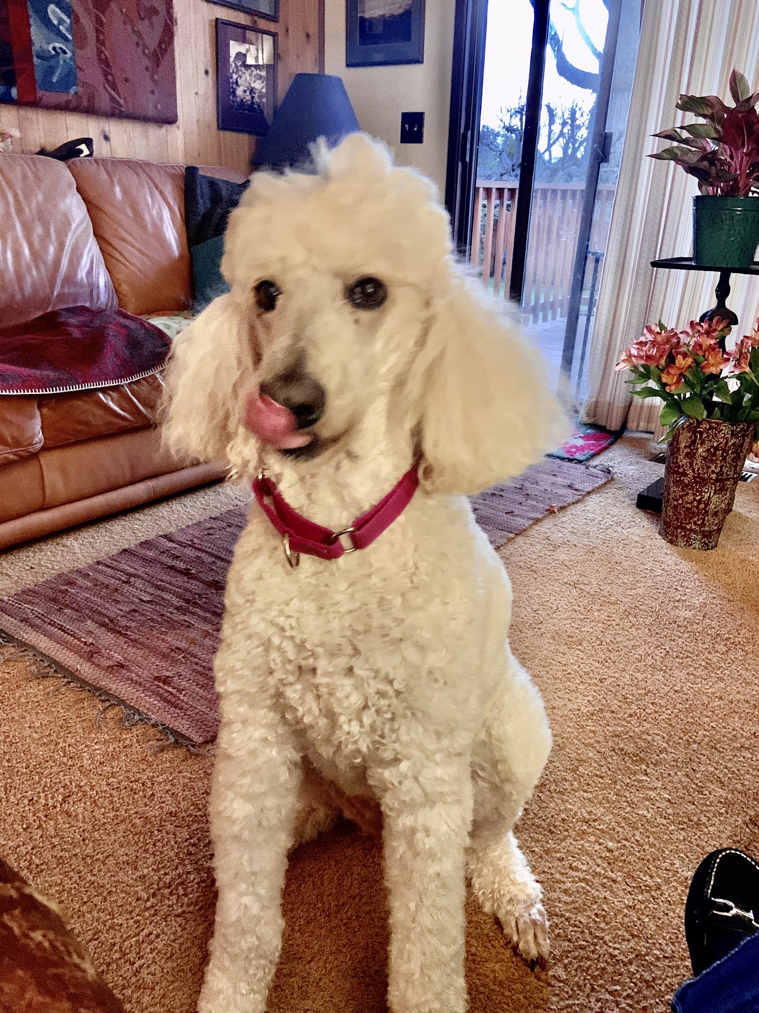 Paws up Pet Sitting medford oregon Eagle Point