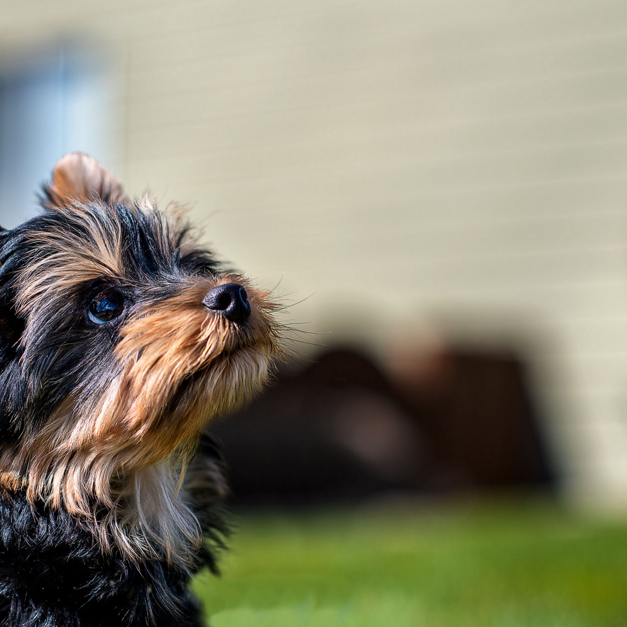 Purrfect Paw Pet Grooming Estacada