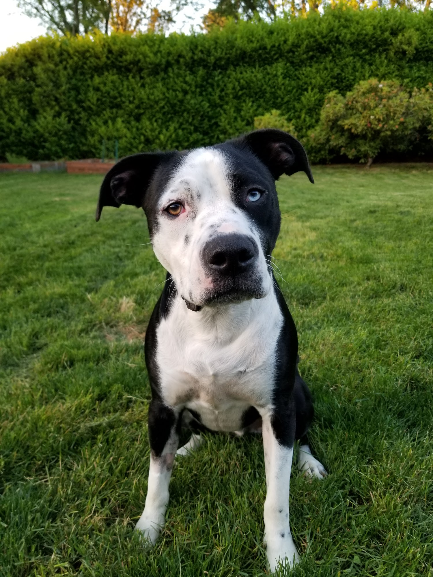 Eugene Animal Hospital PC Eugene