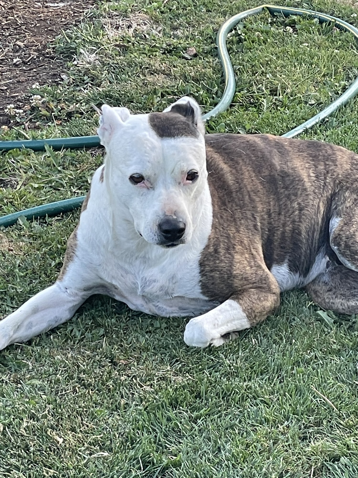 Willakenzie Animal Clinic Eugene