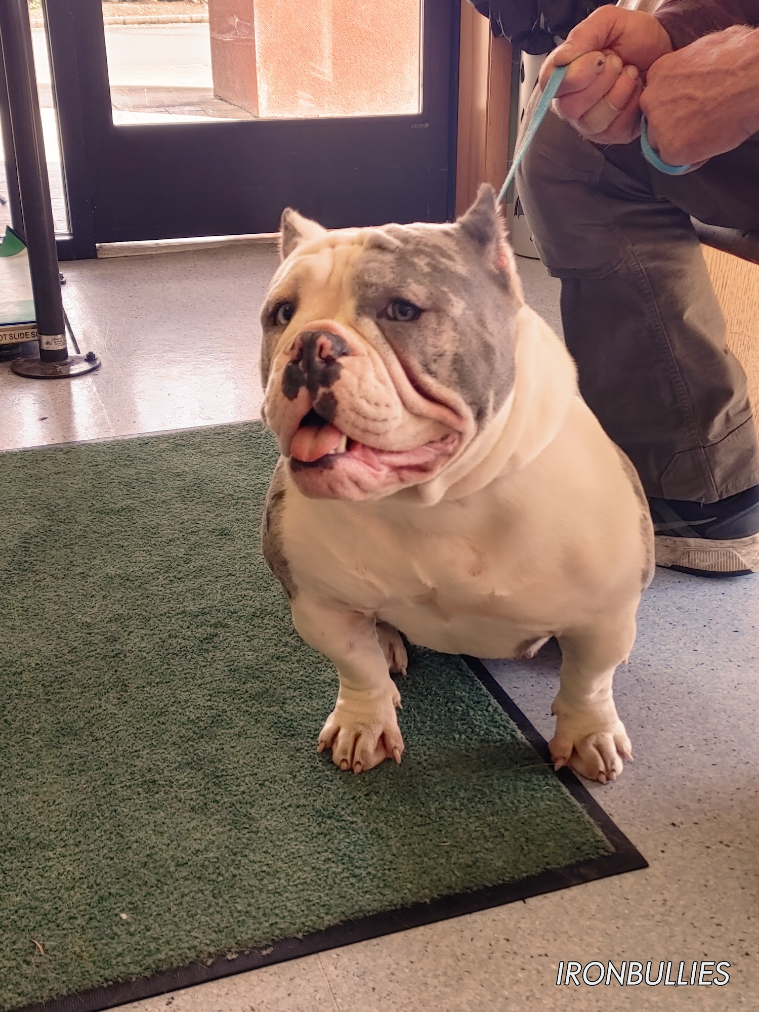 The Veterinary Hospital Eugene