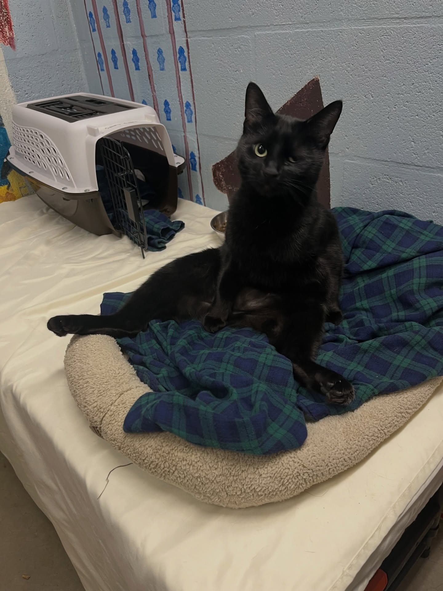 Willamette Valley Dog and Cat Motel, Inc. Eugene