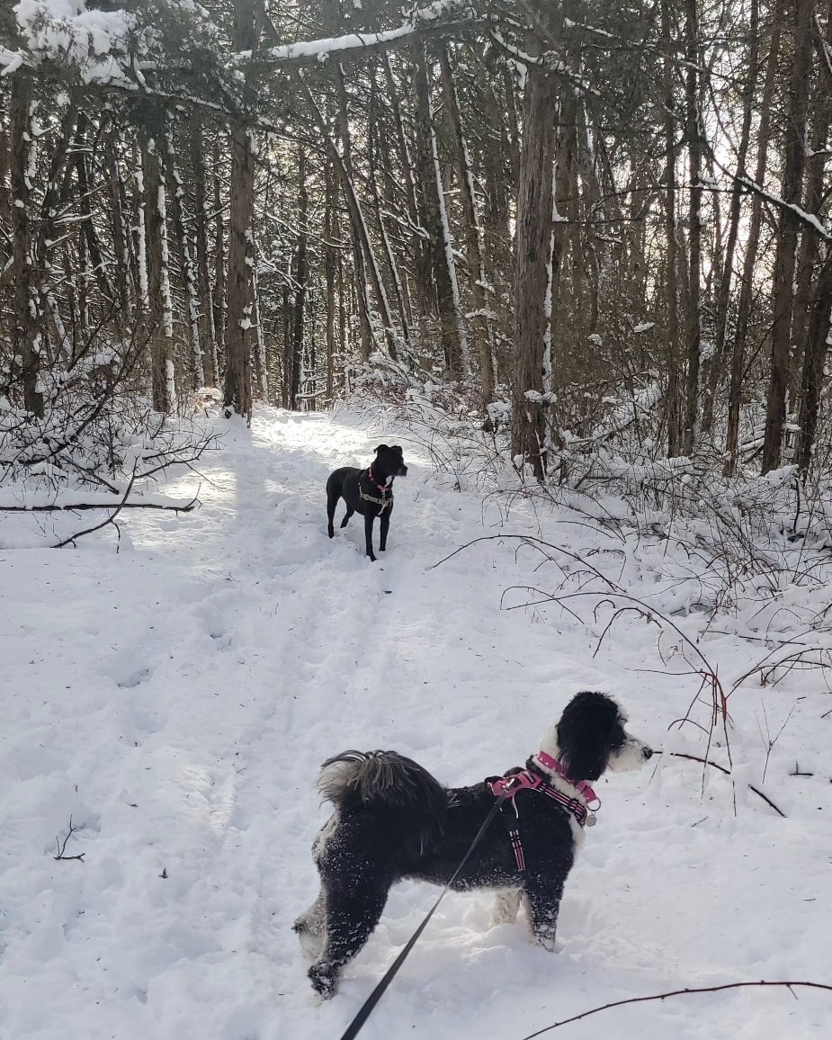 Muddy Paws Pet Sitting Eugene