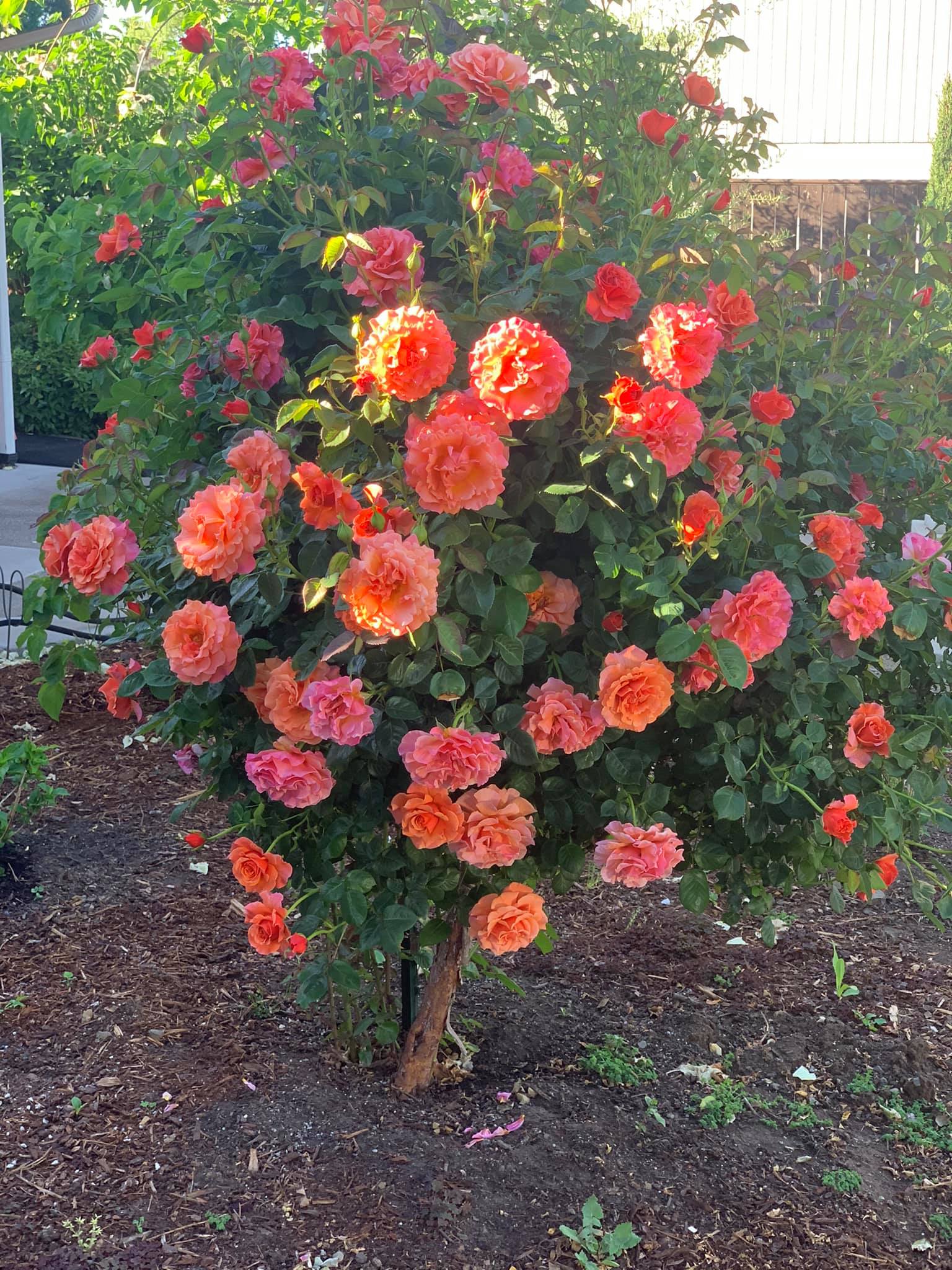 Yard Transformations Inc