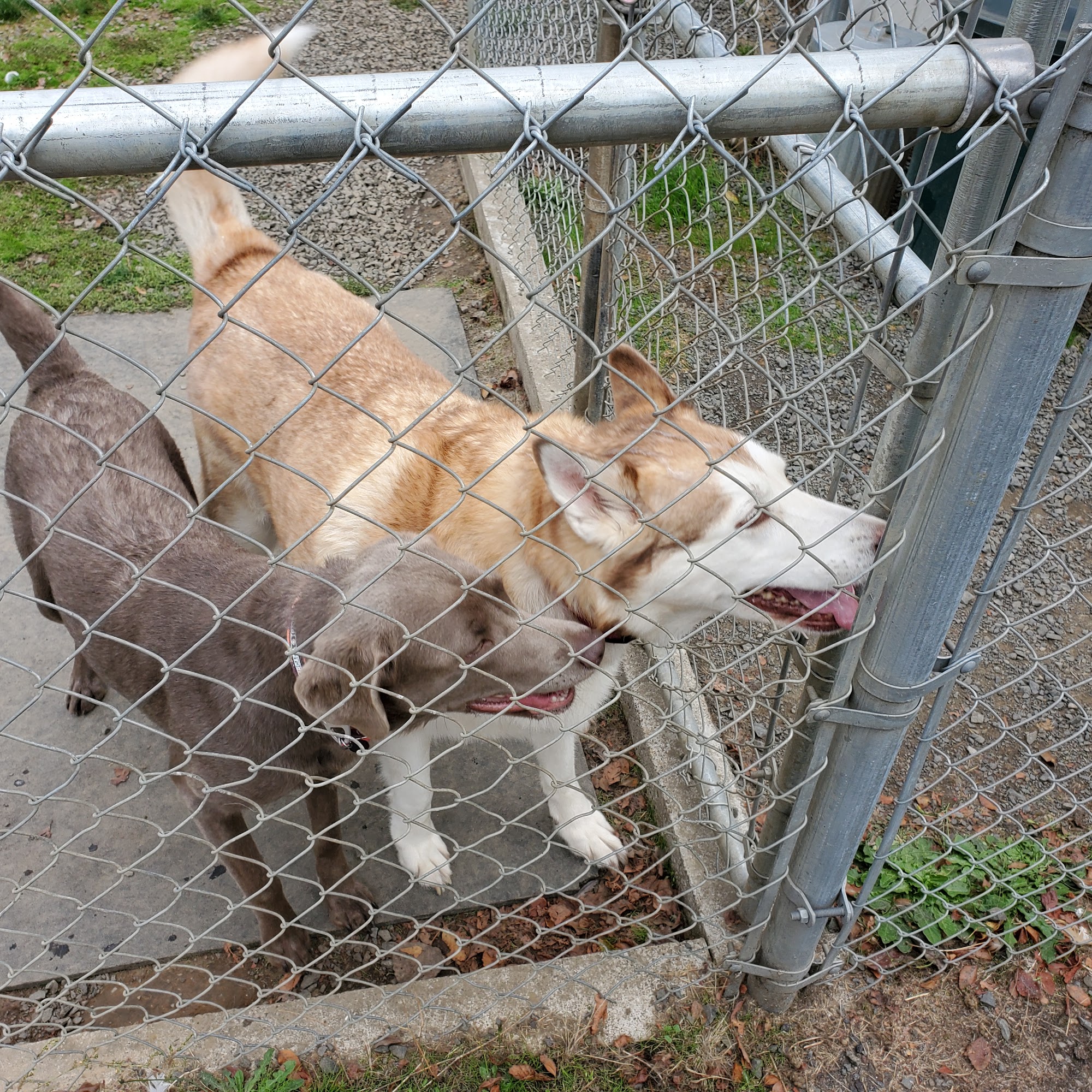 West Eugene Kennels Eugene