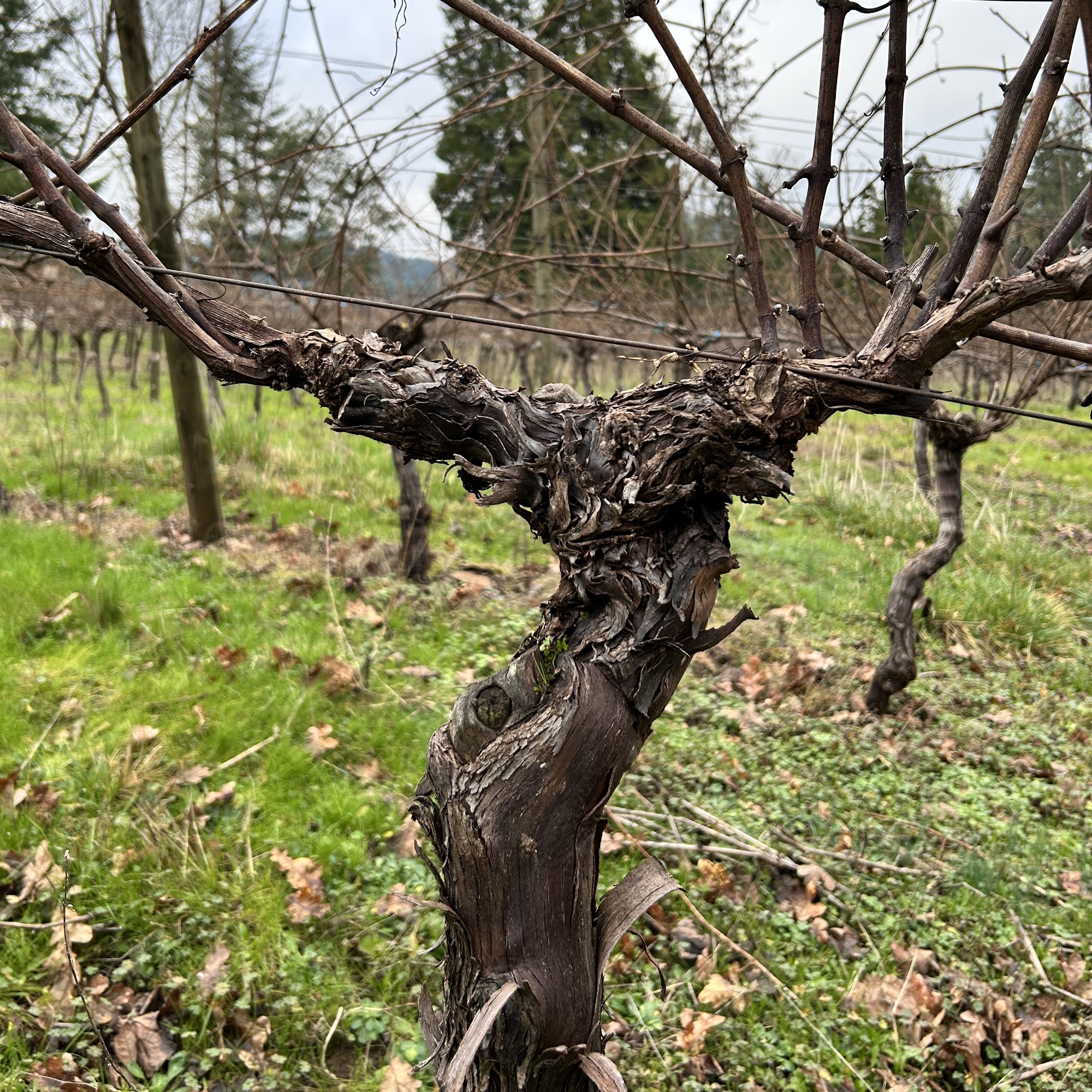 McBeth Vineyards Menu