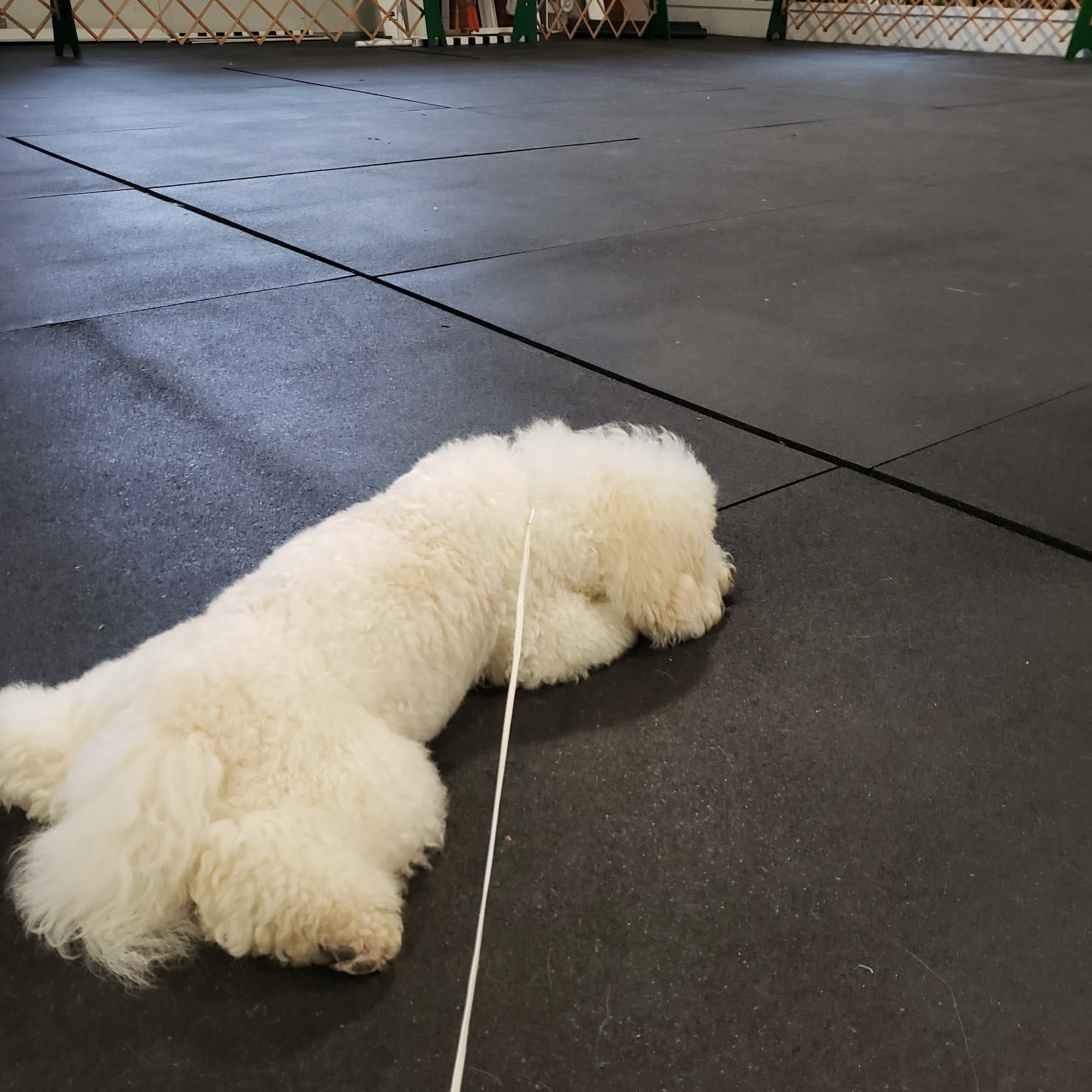 Emerald Dog Obedience Club Inc Eugene