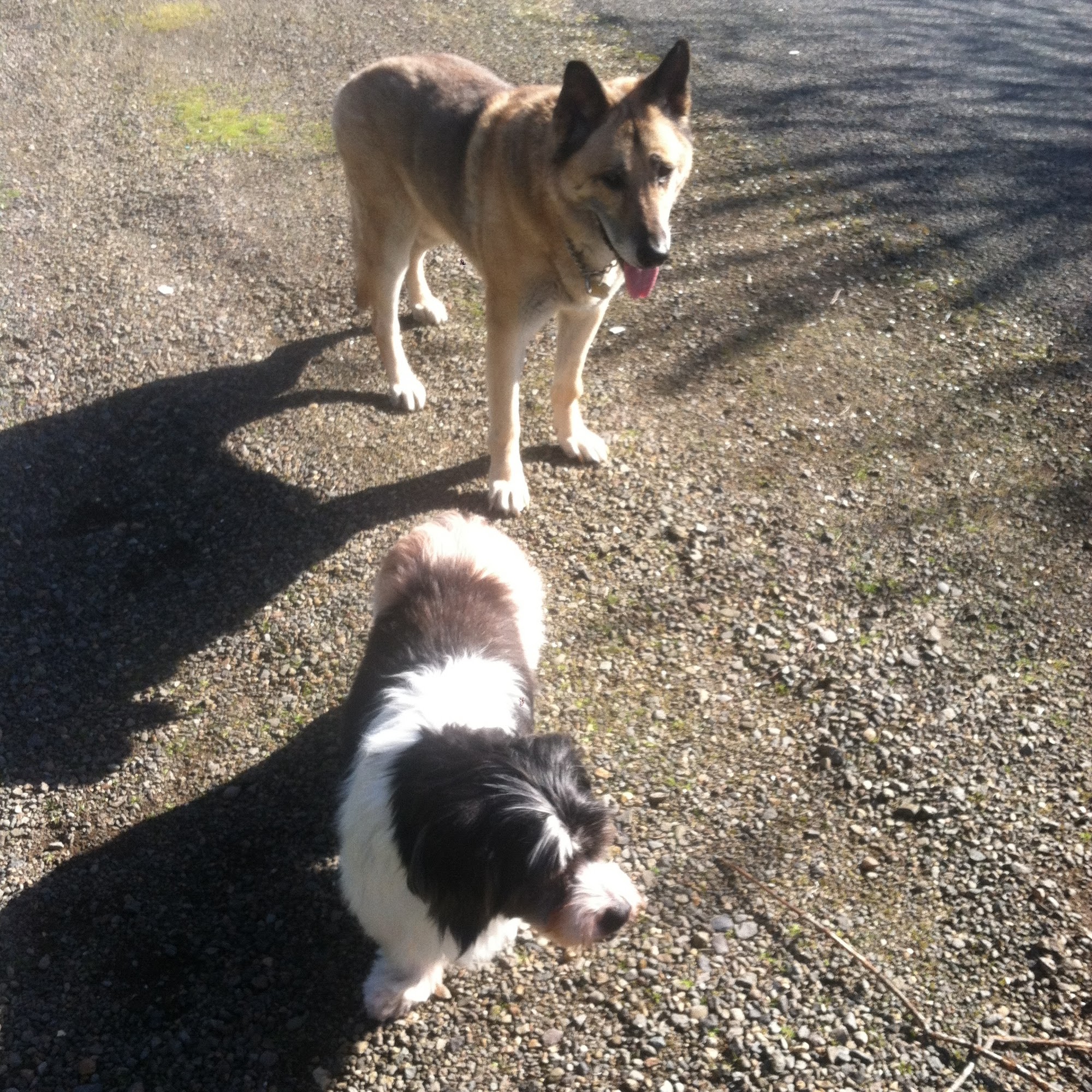 Browning's Dog Ranch-Tails Inn Eugene