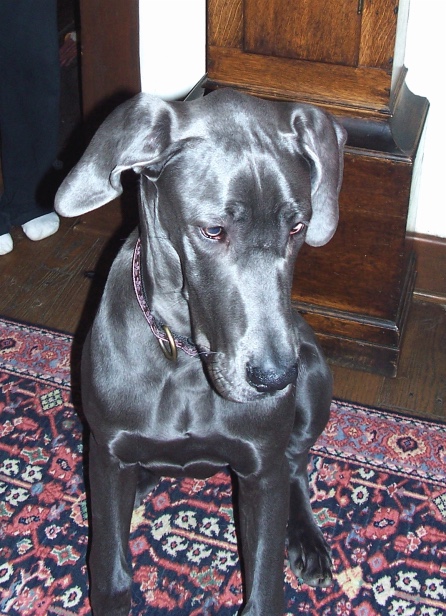 Pampered Pooch Eugene