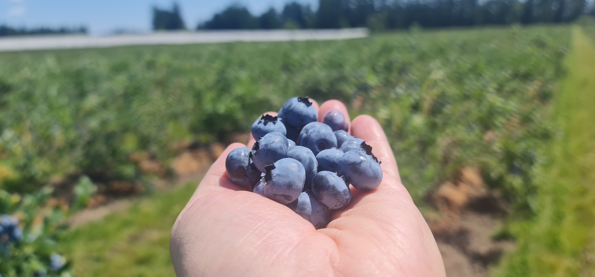 Townsend Farms Inc Fairview