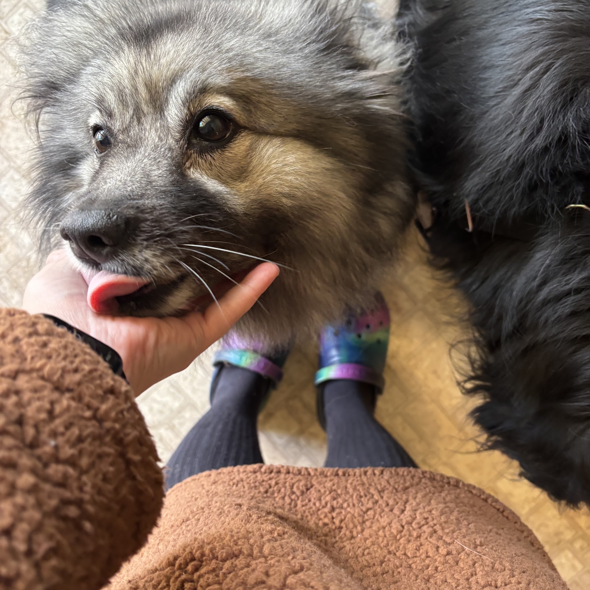 Toni's Canine Castle Florence