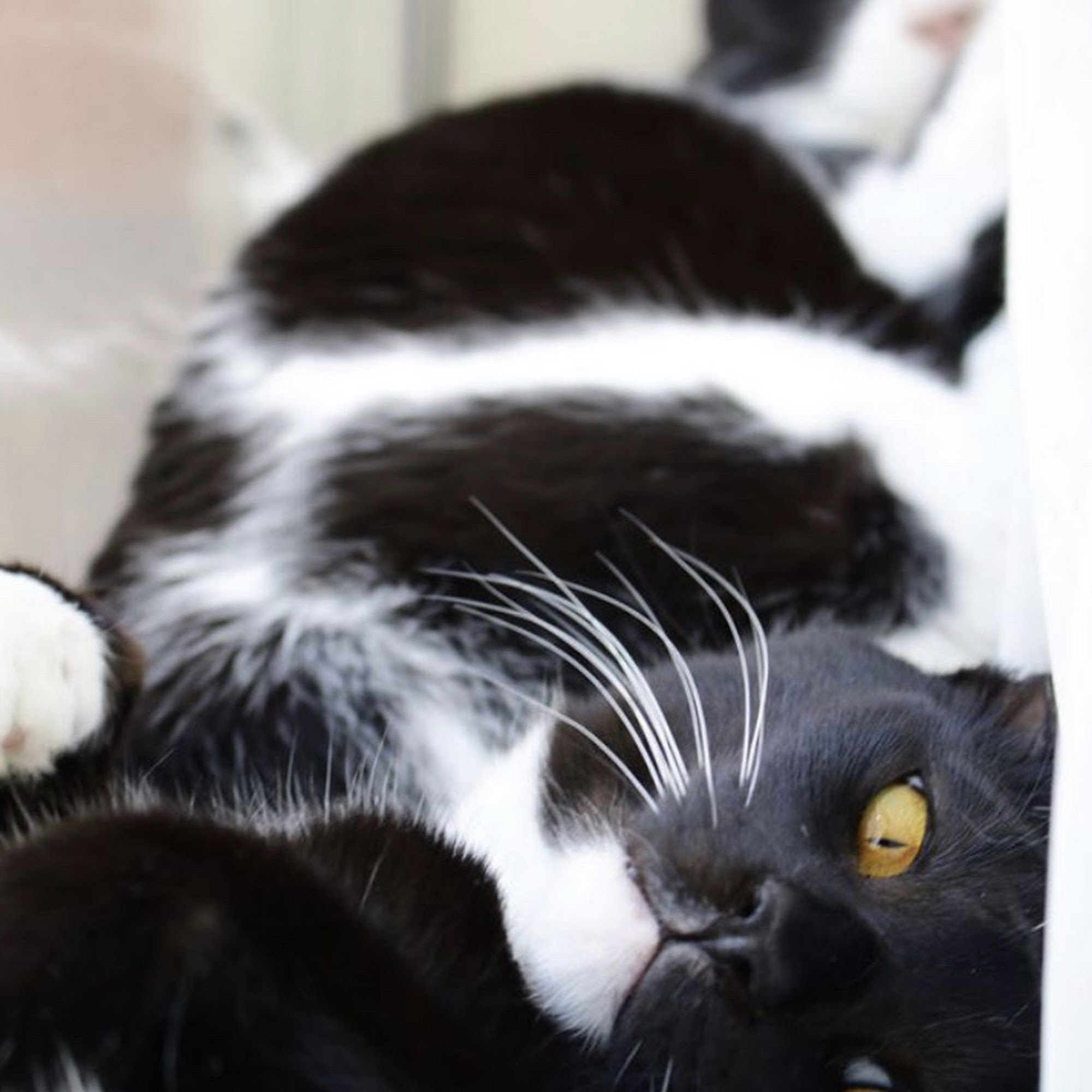 Pacific Avenue Veterinary Clinic Forest Grove