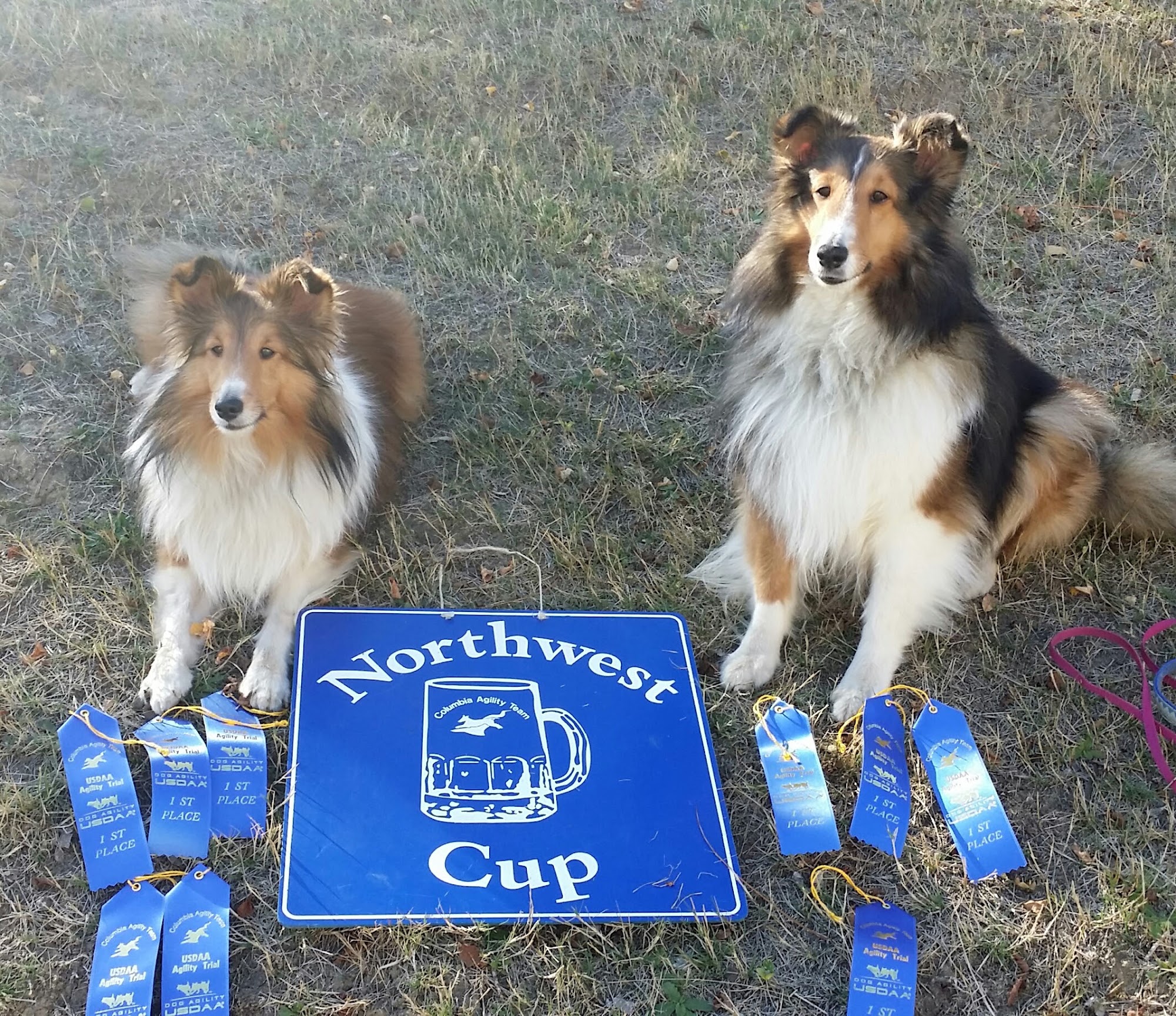 Dog Lady of Forest Grove & Hillsboro Oregon LLC Forest Grove