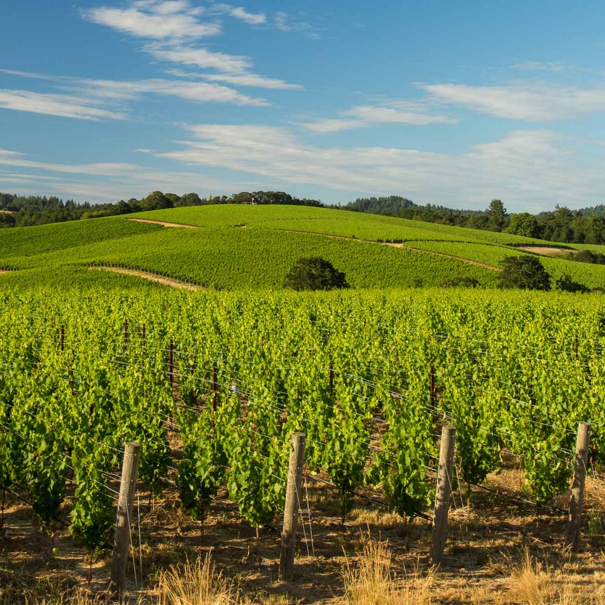 Elk Cove Vineyards Gaston