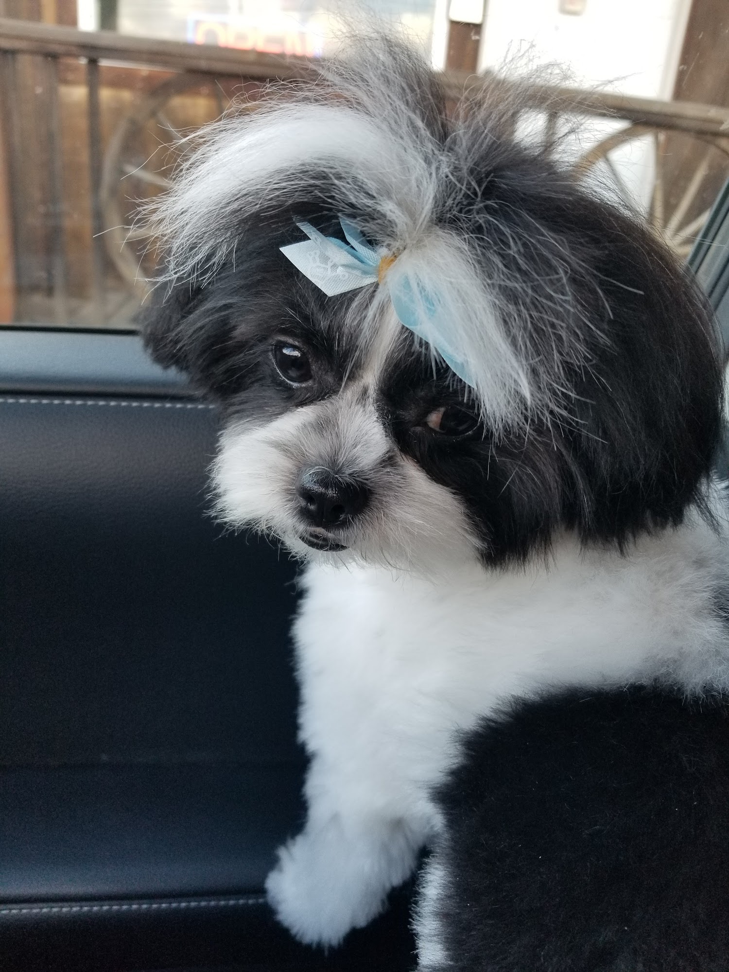 Gaston Grooming Gaston