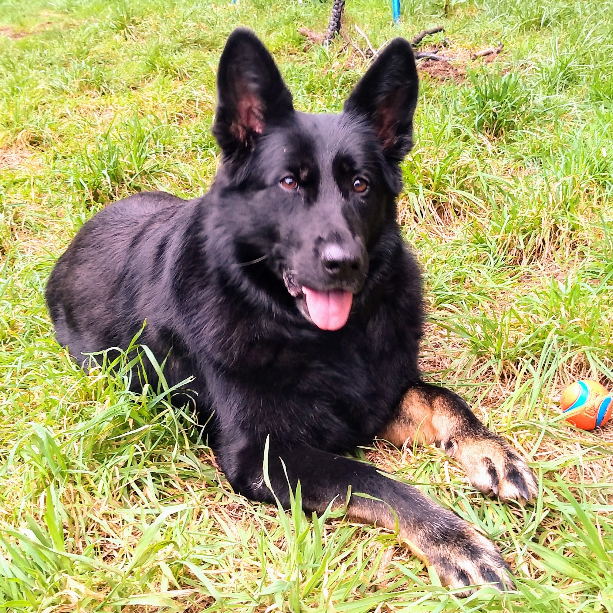 Gold Beach Veterinary Clinic Gold Beach