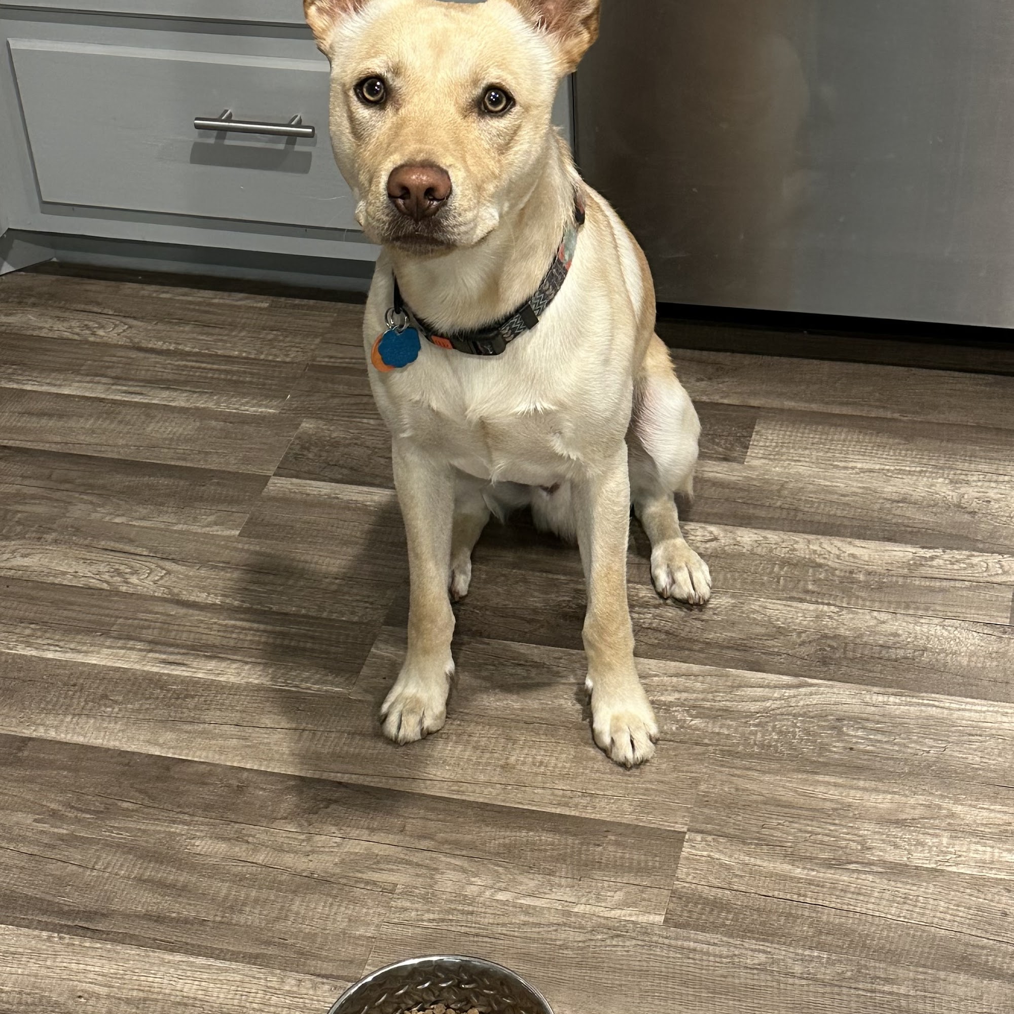 Applegate Animal Clinic - Charles E Meyer DVM Grants Pass