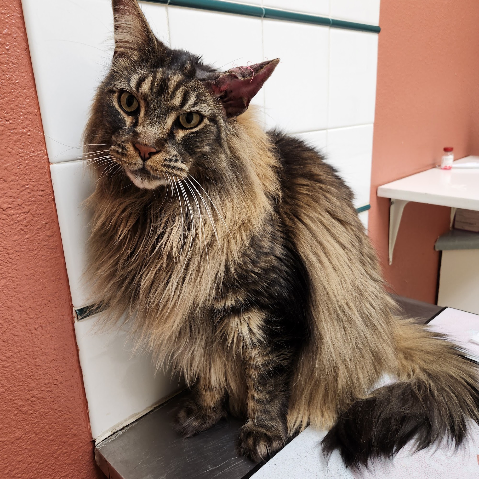 Allen Creek Veterinary Hospital Grants Pass