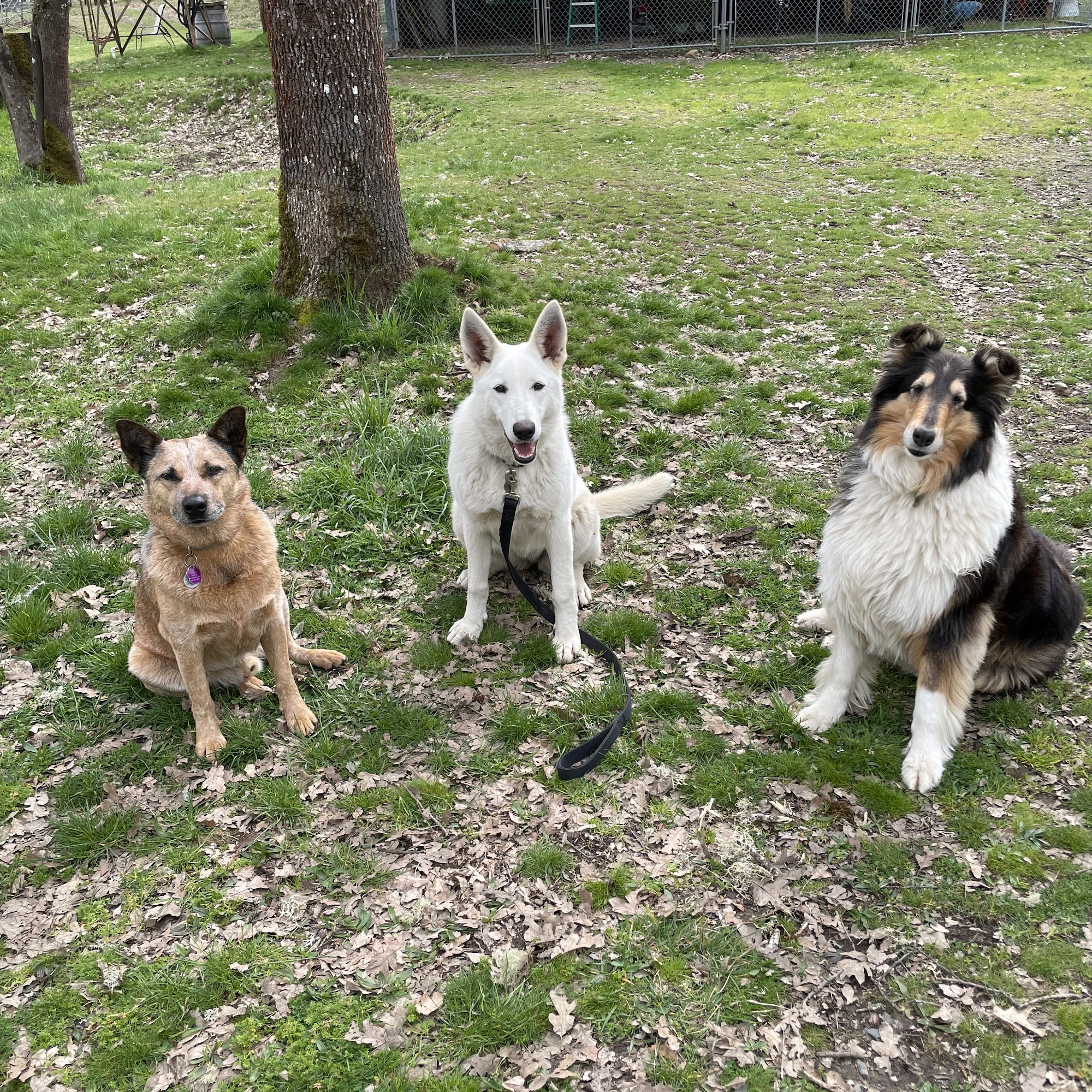 Lincoln Road Veterinary Clinic Grants Pass