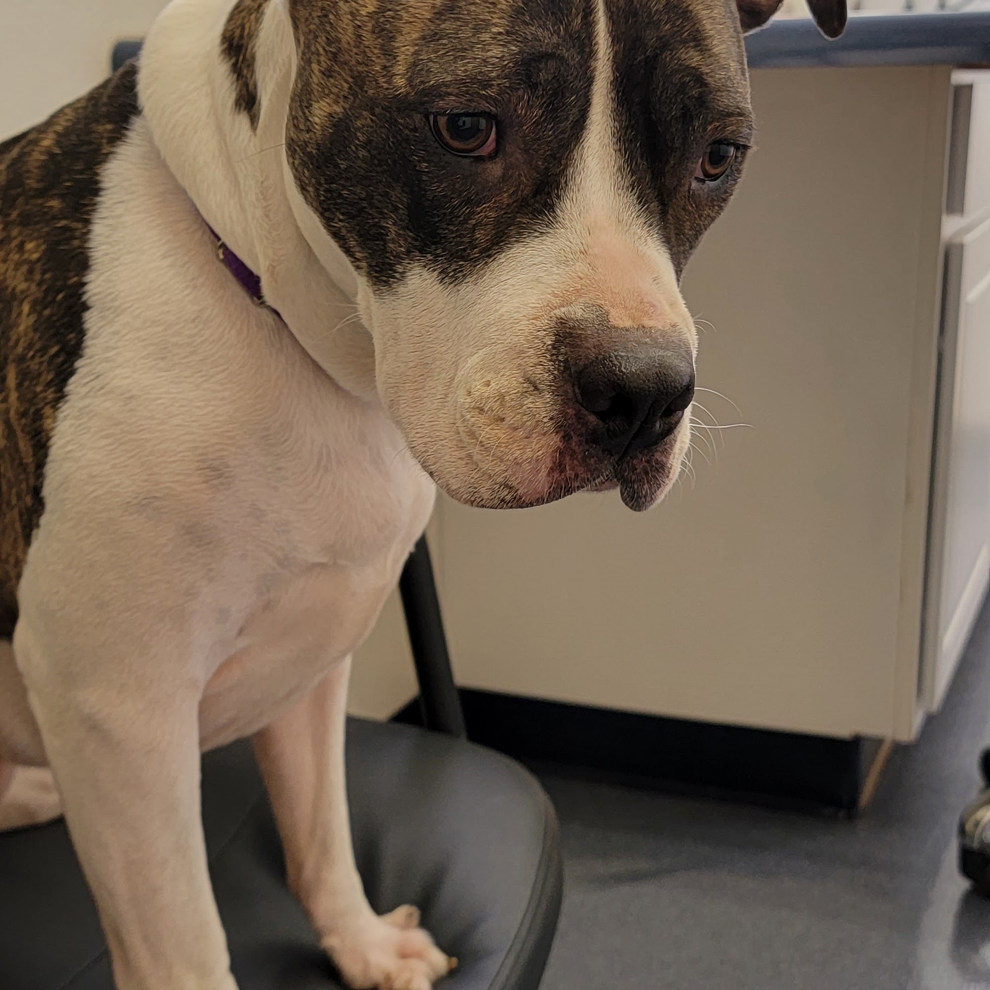 valley animal hospital Grants Pass