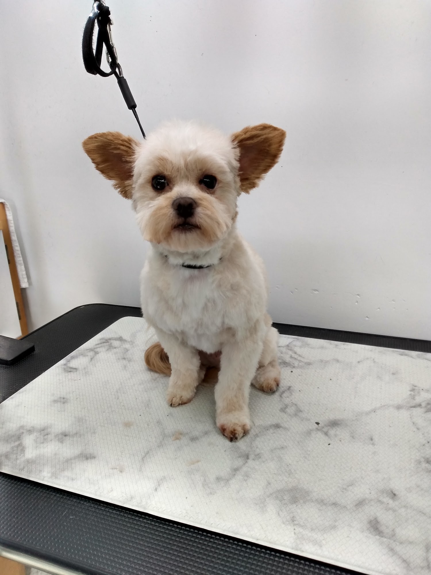 Paws N Claws Quality Grooming Grants Pass