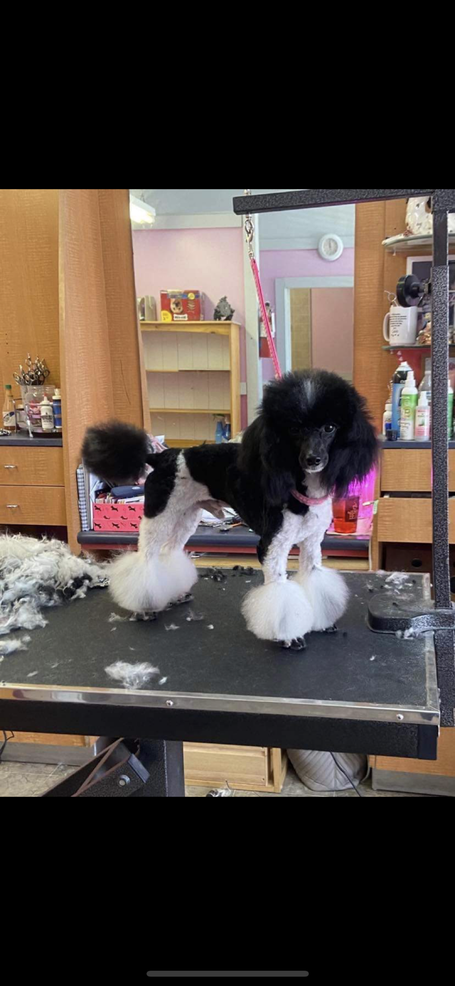 J.C.'s Pet Grooming Spa Grants Pass