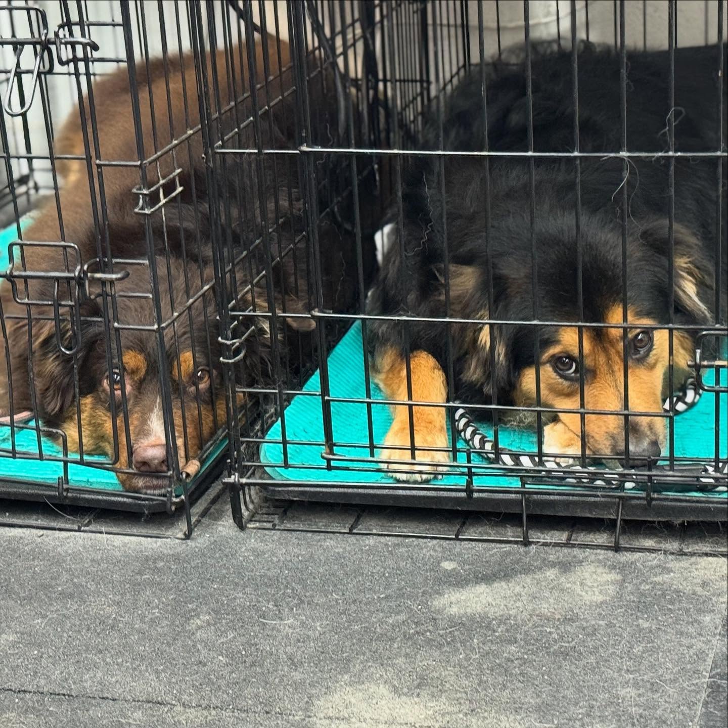 Bark Bath & Beyond Grants Pass