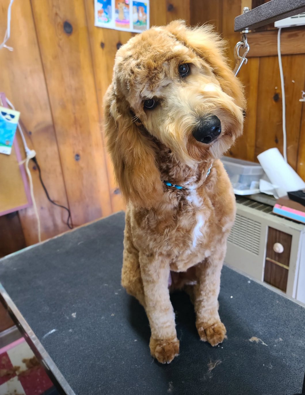 Specialized Grooming by Pamela Grants Pass