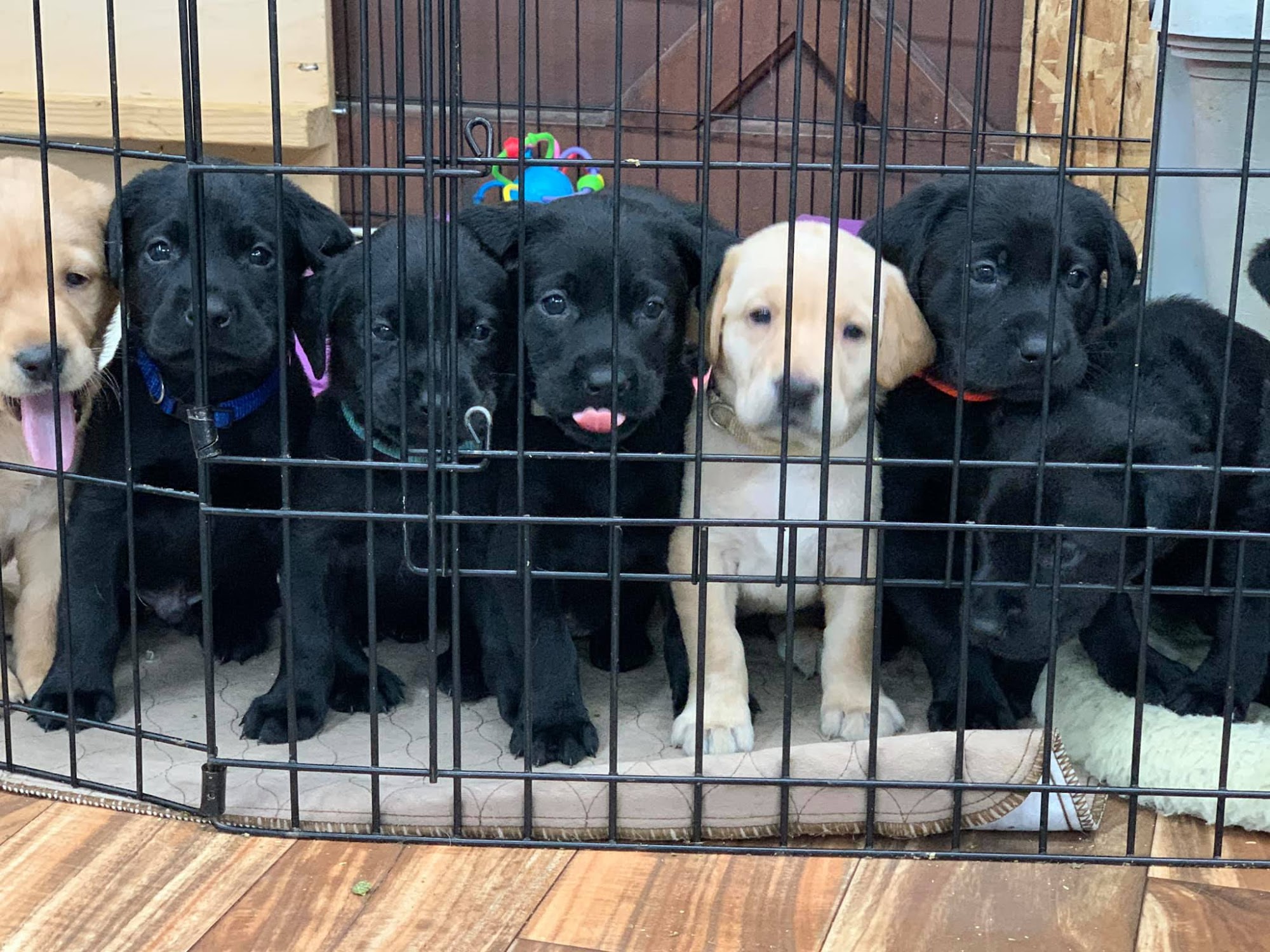 Vetro's Duck Dogs & Labrador Retrievers Grants Pass