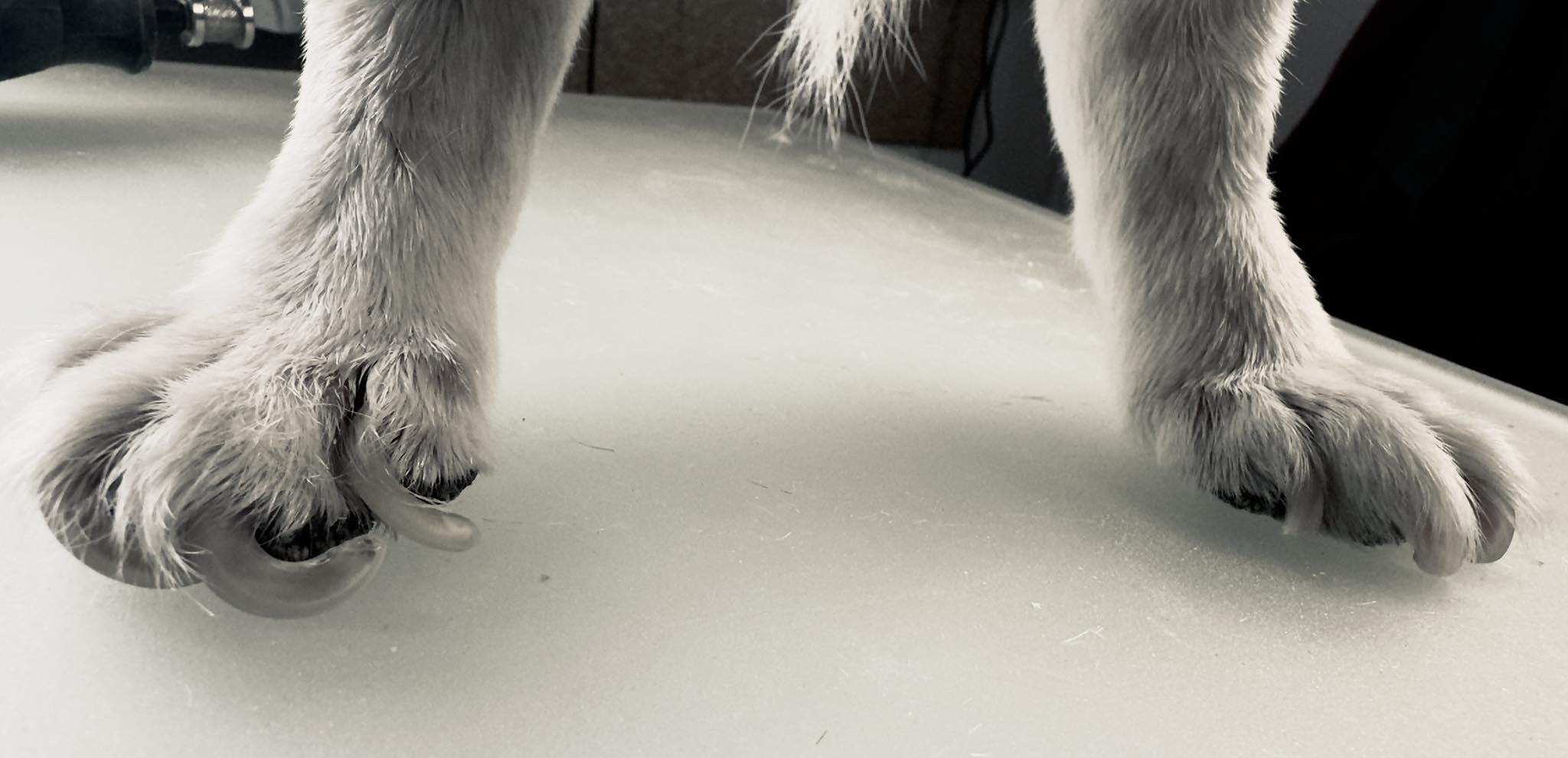 All 4 Paws Dog Grooming Grants Pass