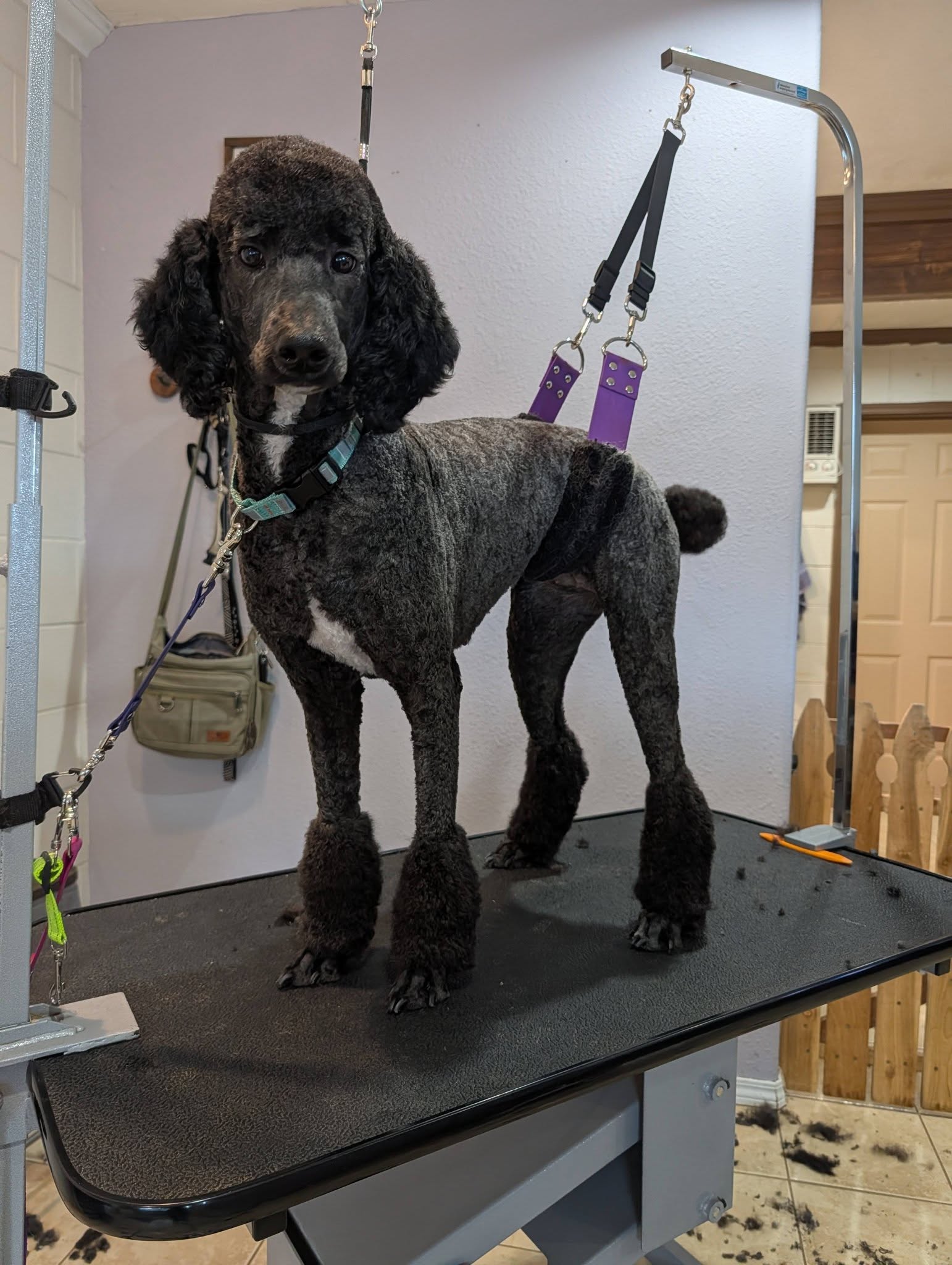 Wiggle Bums Dog Grooming Grants Pass