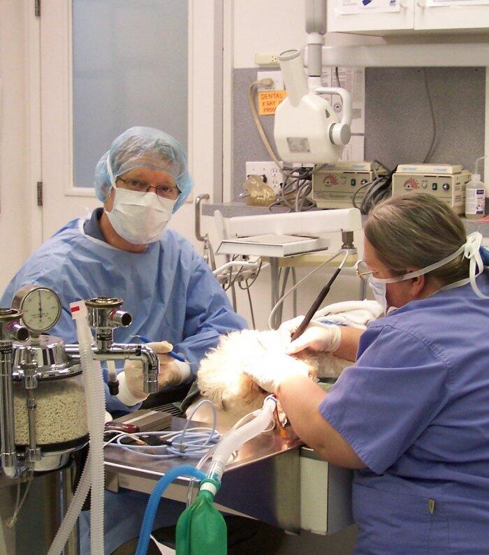 VCA 12-Mile Animal Hospital Gresham